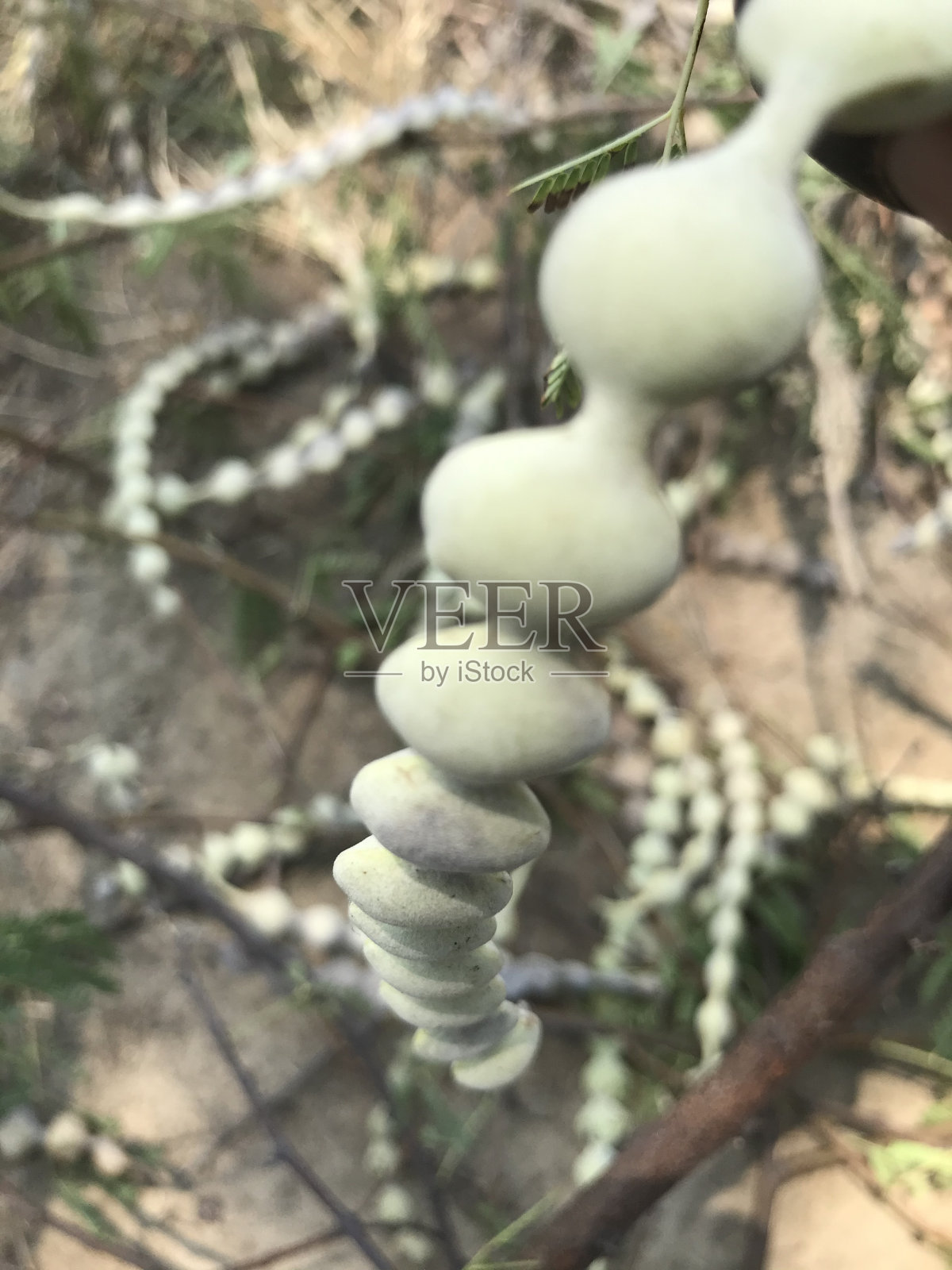 农场树上的金合欢荚照片摄影图片