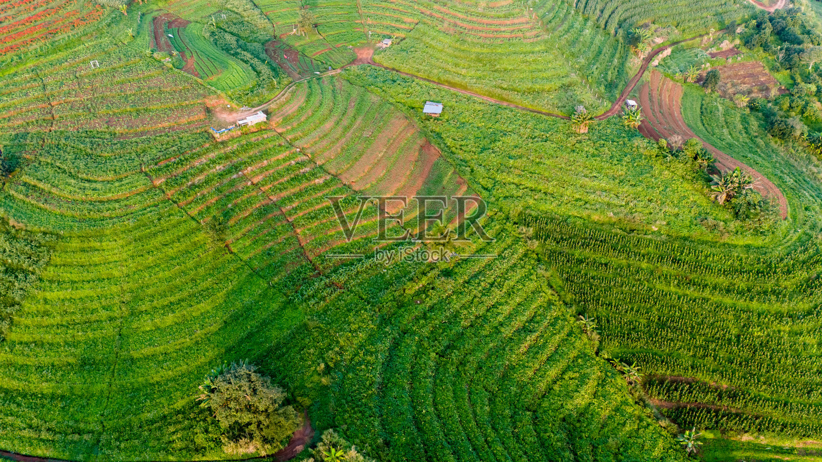 鸟瞰泰国清迈省湄林Doi Mon Cham山上的露营地和帐篷照片摄影图片