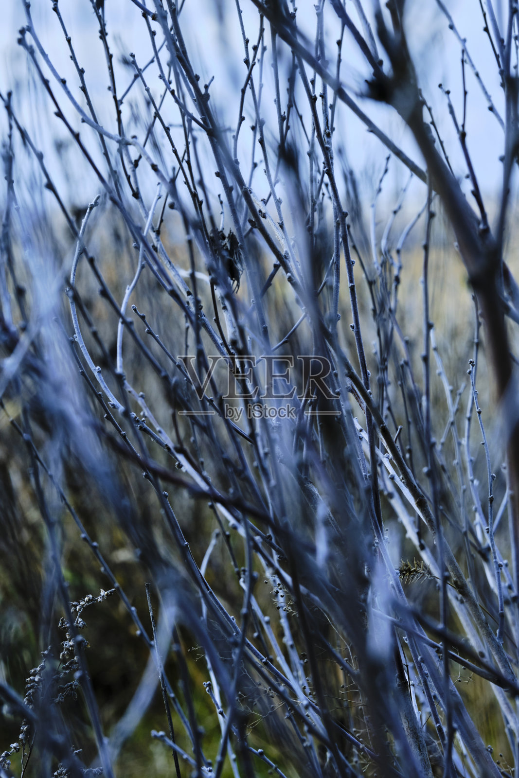秋天自然背景的干灌木枝。照片摄影图片