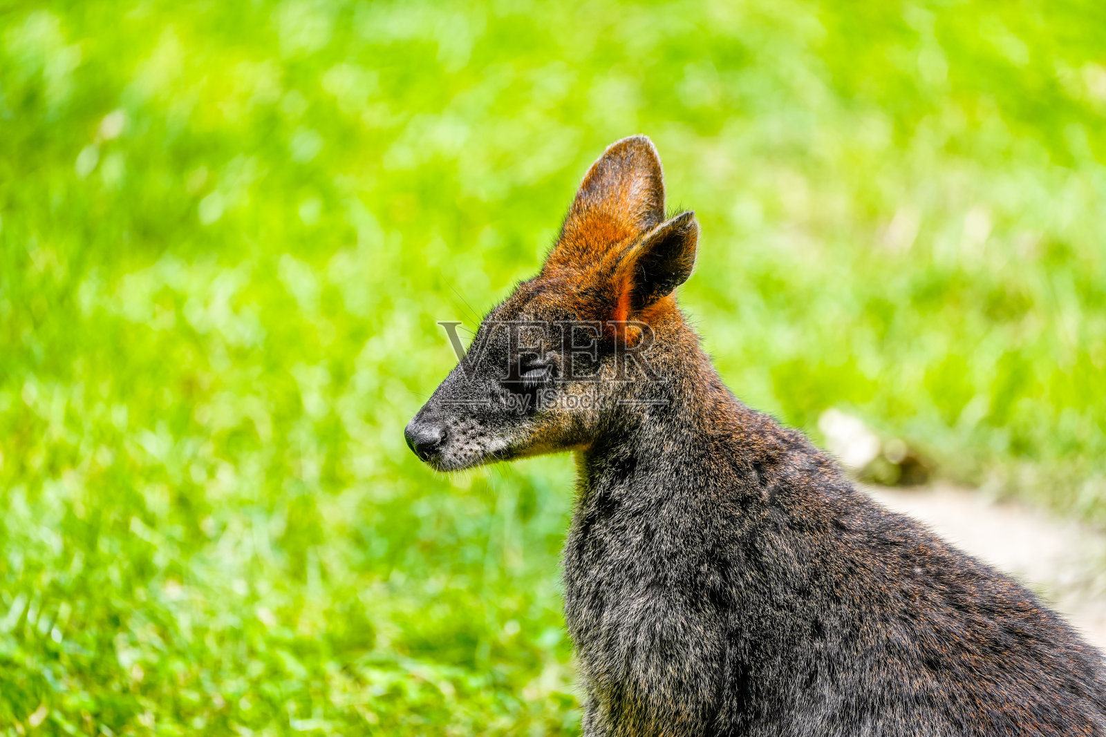绿草地上一只红颈小袋鼠的肖像。Notamacropus rufogriseus。班纳特的小袋鼠。袋鼠。照片摄影图片