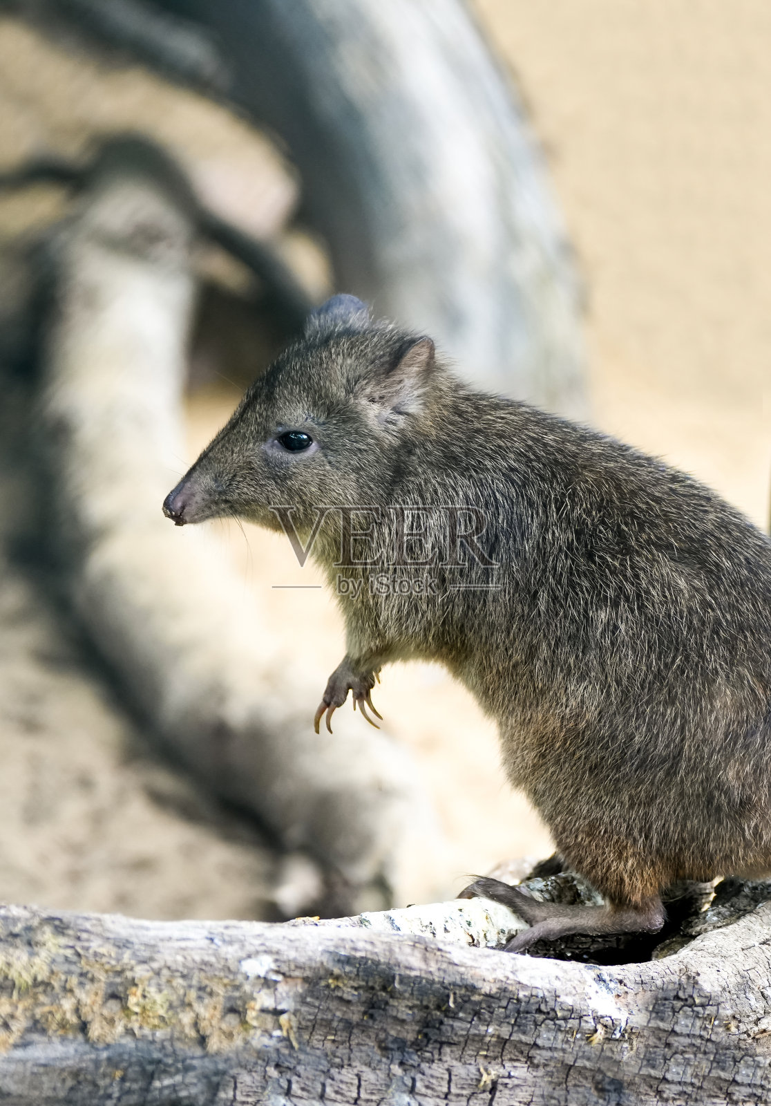 Brush-tailed bettong。动物特写。Bettongia penicillata。Woylie。照片摄影图片