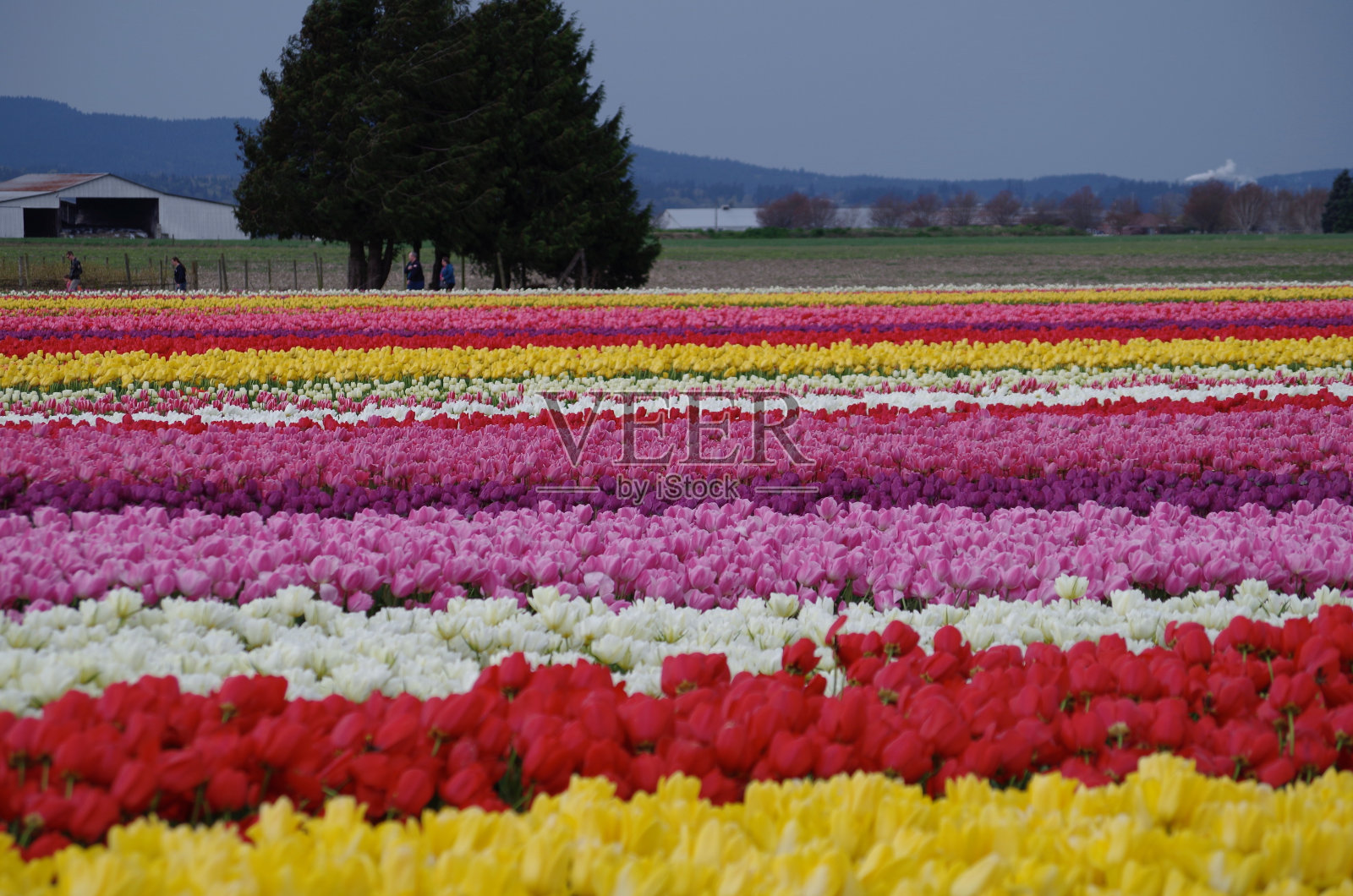 郁金香/多色照片摄影图片