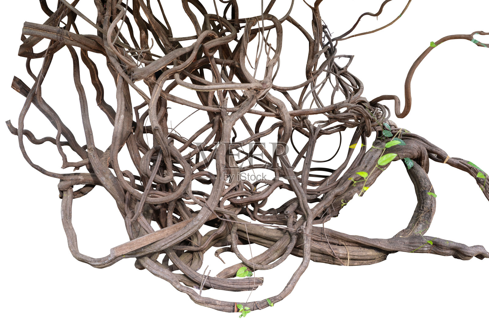 森林树干与攀援藤蔓扭曲藤本植物和绿叶孤立在白色背景。照片摄影图片