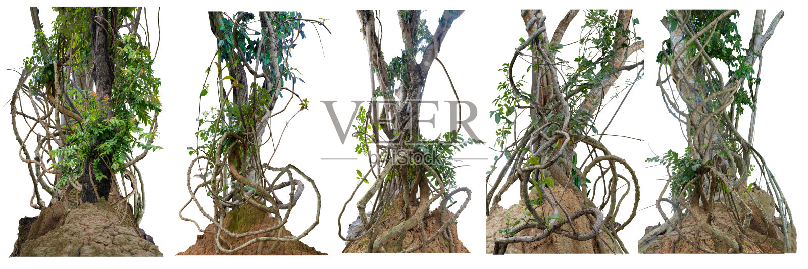 森林树干与攀援藤蔓扭曲藤本植物和绿叶孤立在白色背景。照片摄影图片