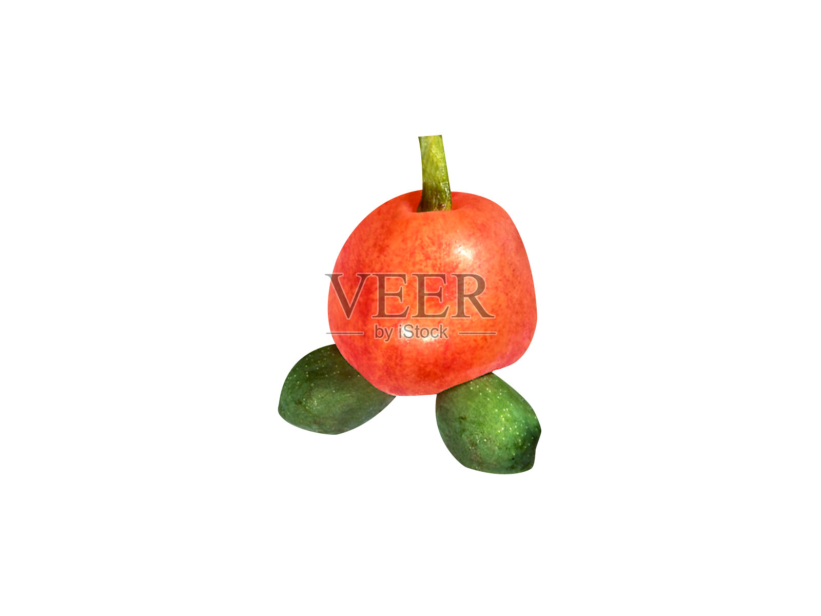 Podocarpus totara或totara照片摄影图片