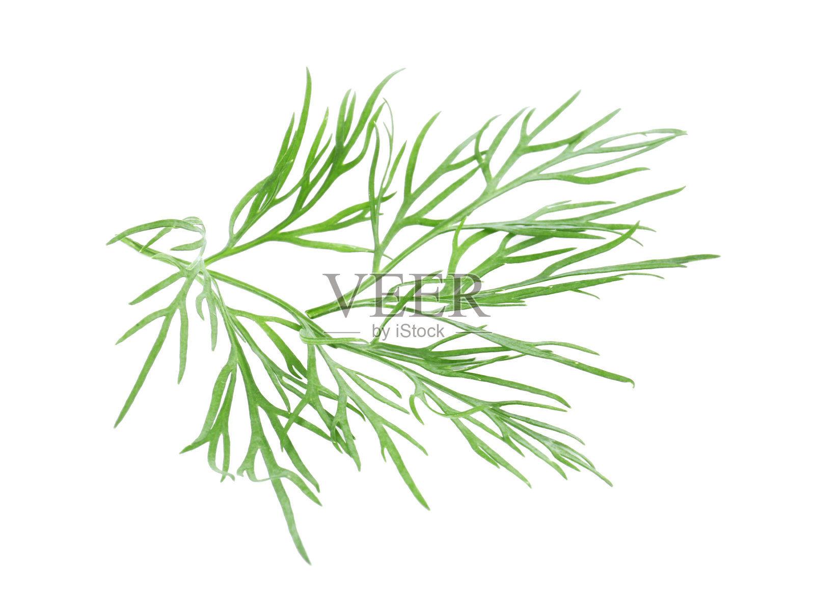 鲜莳萝的小枝孤立在白色上照片摄影图片