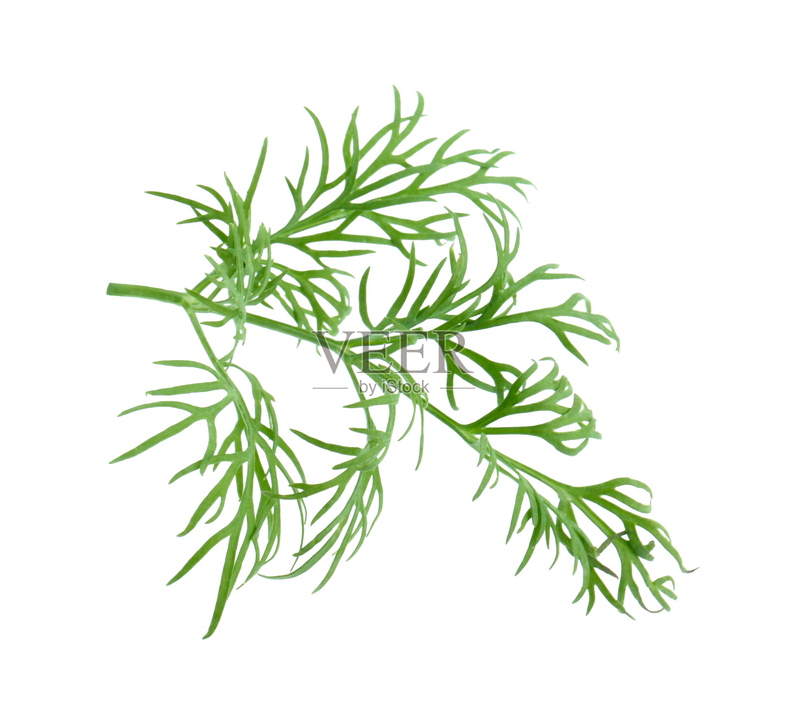 鲜莳萝的小枝孤立在白色上照片摄影图片