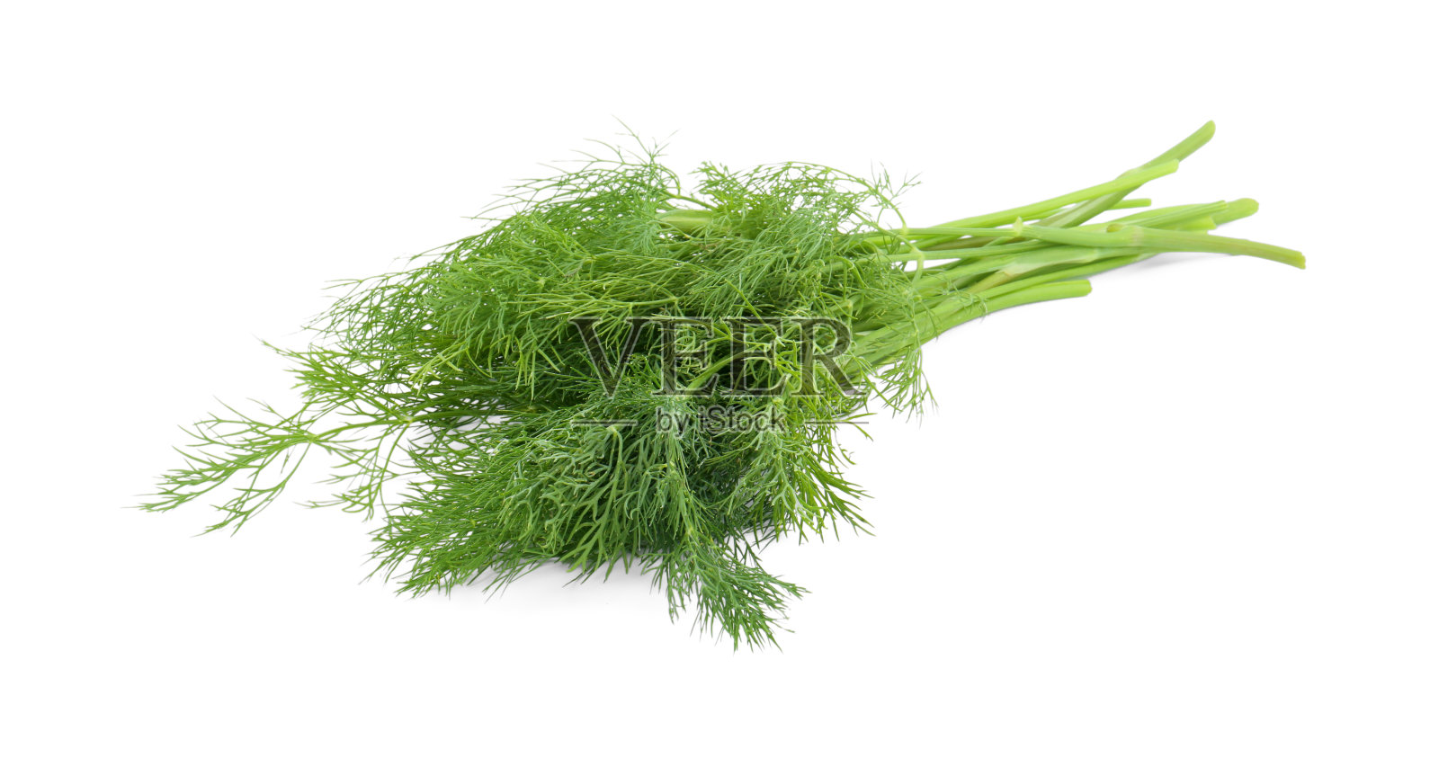 一束新鲜的莳萝被隔离在白色上照片摄影图片