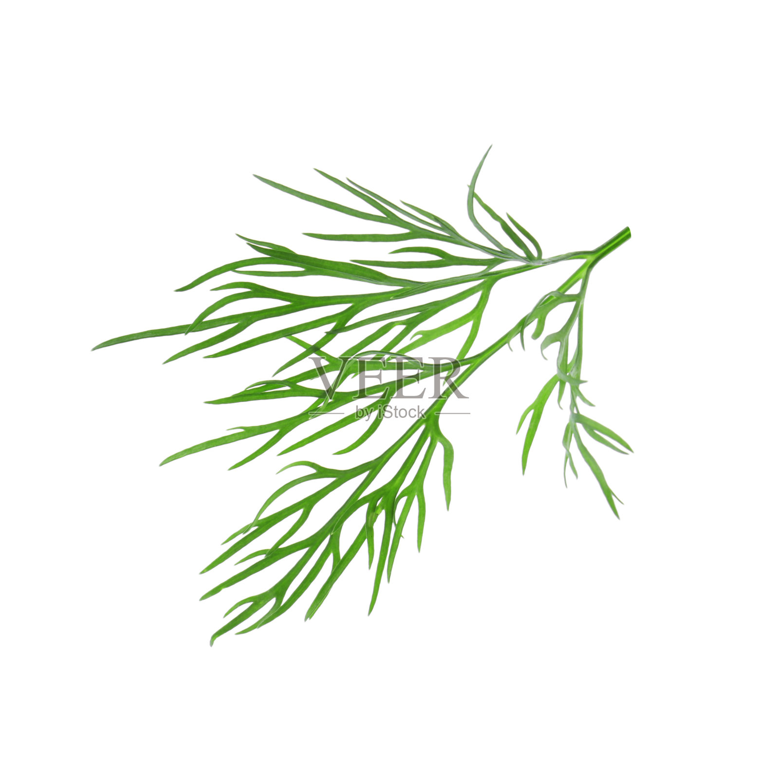 鲜莳萝的小枝孤立在白色上照片摄影图片