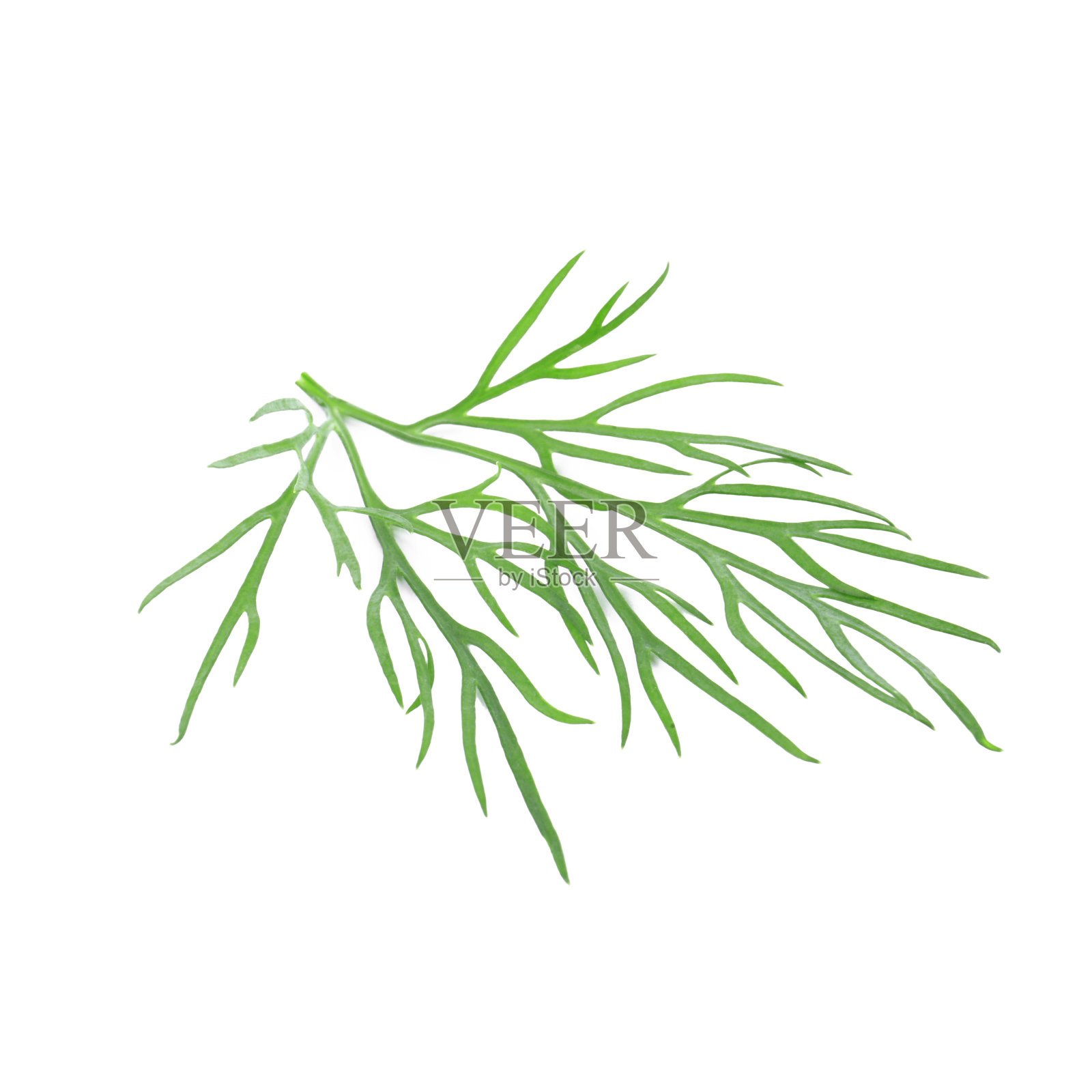 鲜莳萝的小枝孤立在白色上照片摄影图片