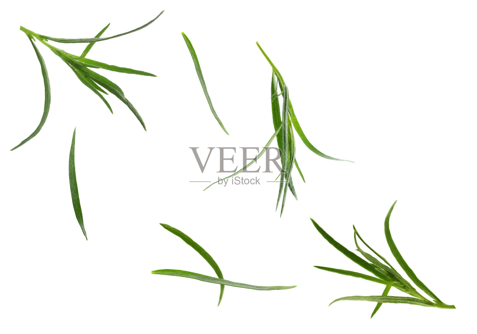 清新的绿色龙蒿落在白色的背景上照片摄影图片