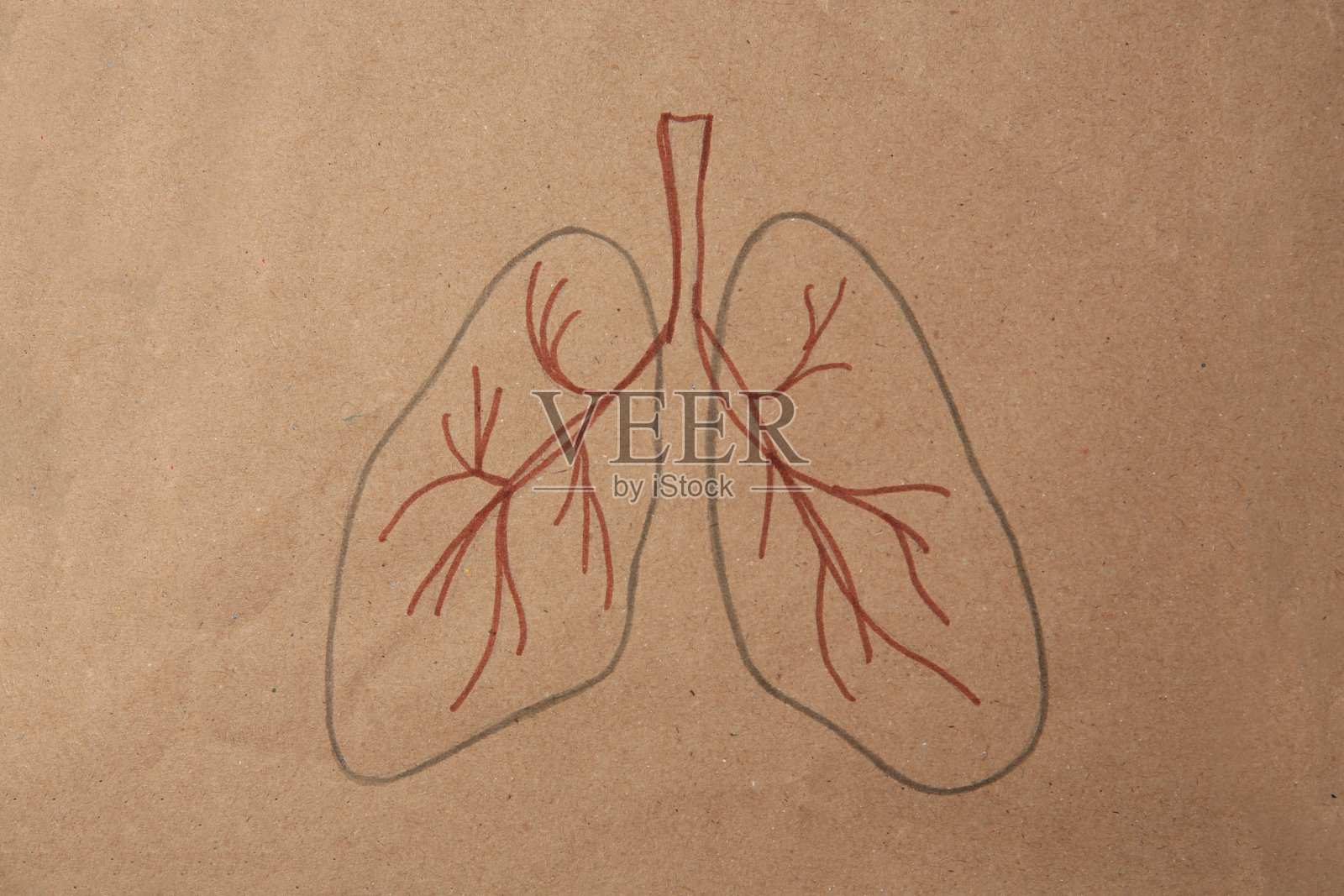 在牛皮纸上画的人体肺部，俯视图照片摄影图片