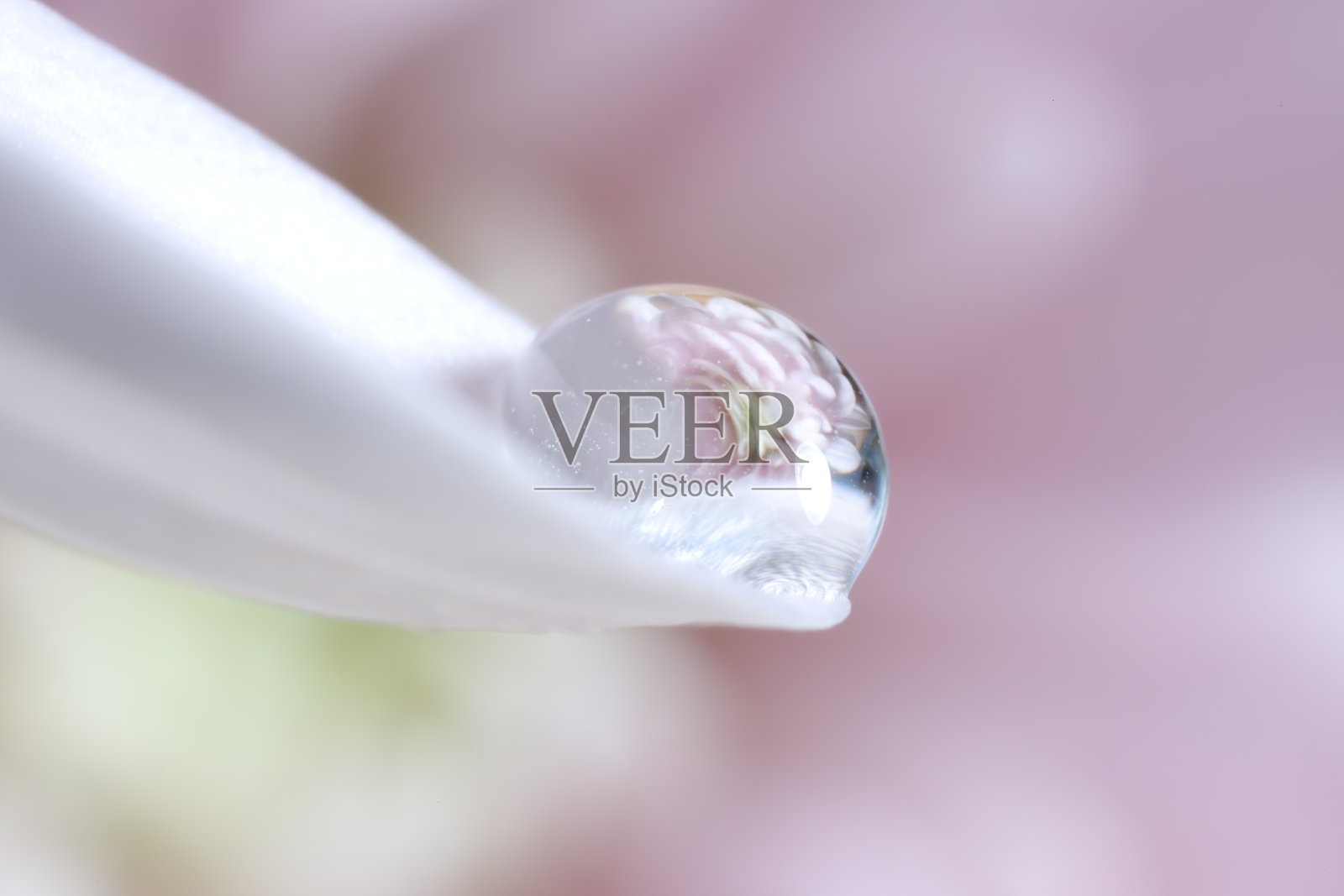 美丽的花朵微距照片反映在白色花瓣上的水滴对模糊的粉红色背景照片摄影图片