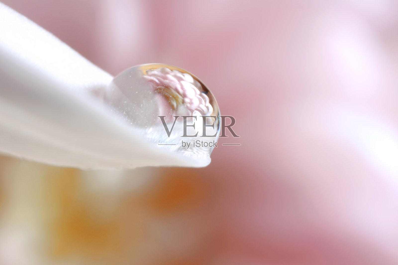 美丽的花朵微距照片反映在白色花瓣上的水滴对模糊的粉红色背景。文本空间照片摄影图片