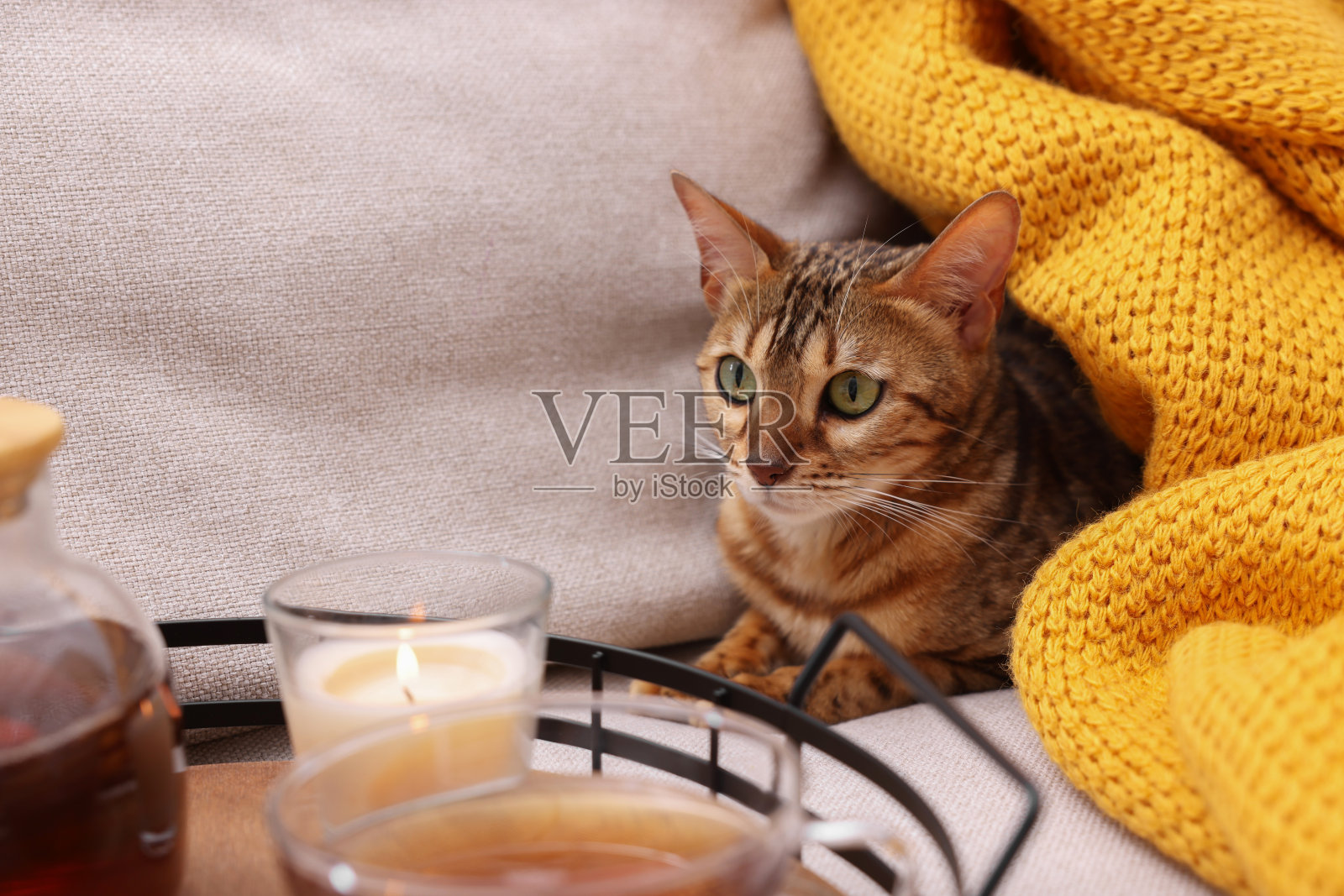 可爱的孟加拉猫躺在家里沙发上的茶盘旁边。可爱的宠物照片摄影图片