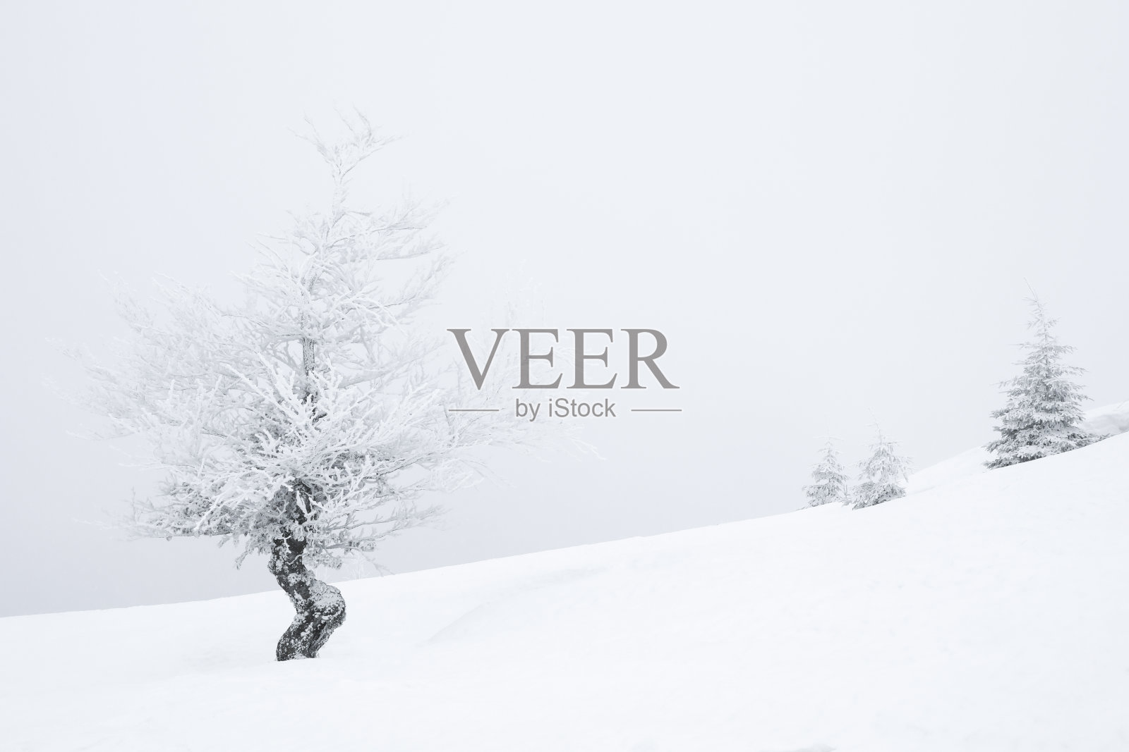 美丽的树在冬天被雪覆盖。文本空间照片摄影图片