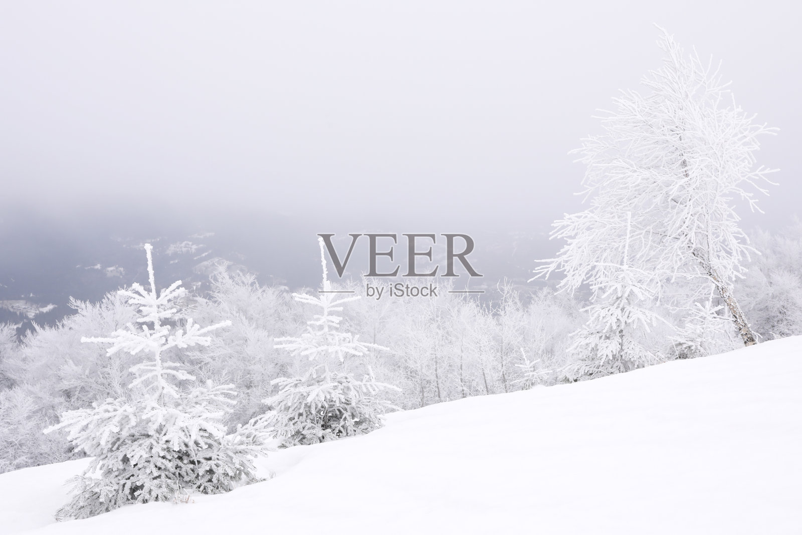 冬日的雪山上，树木被白霜覆盖，景色如画照片摄影图片