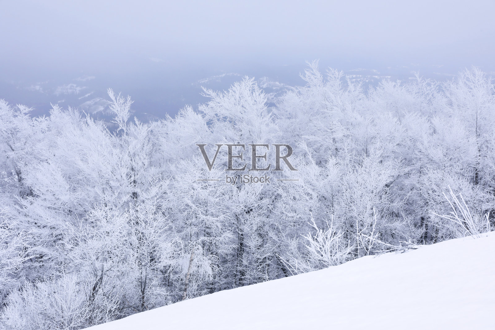 美丽的树木覆盖在山上的雪在冬天的一天照片摄影图片