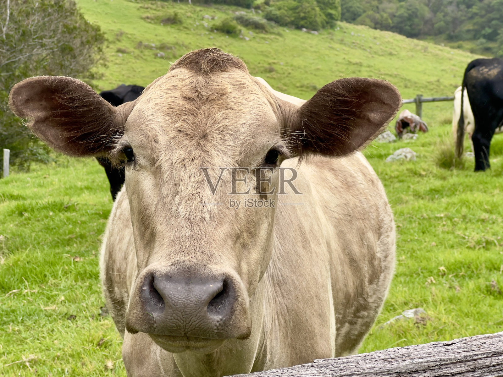 奶牛特写照片摄影图片