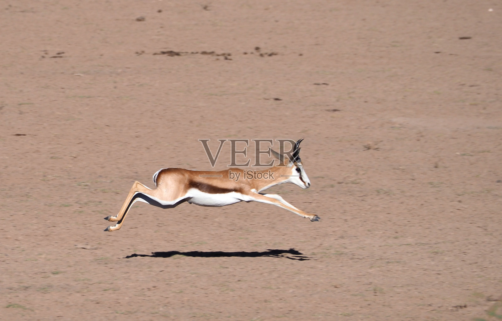 跳羚跳照片摄影图片