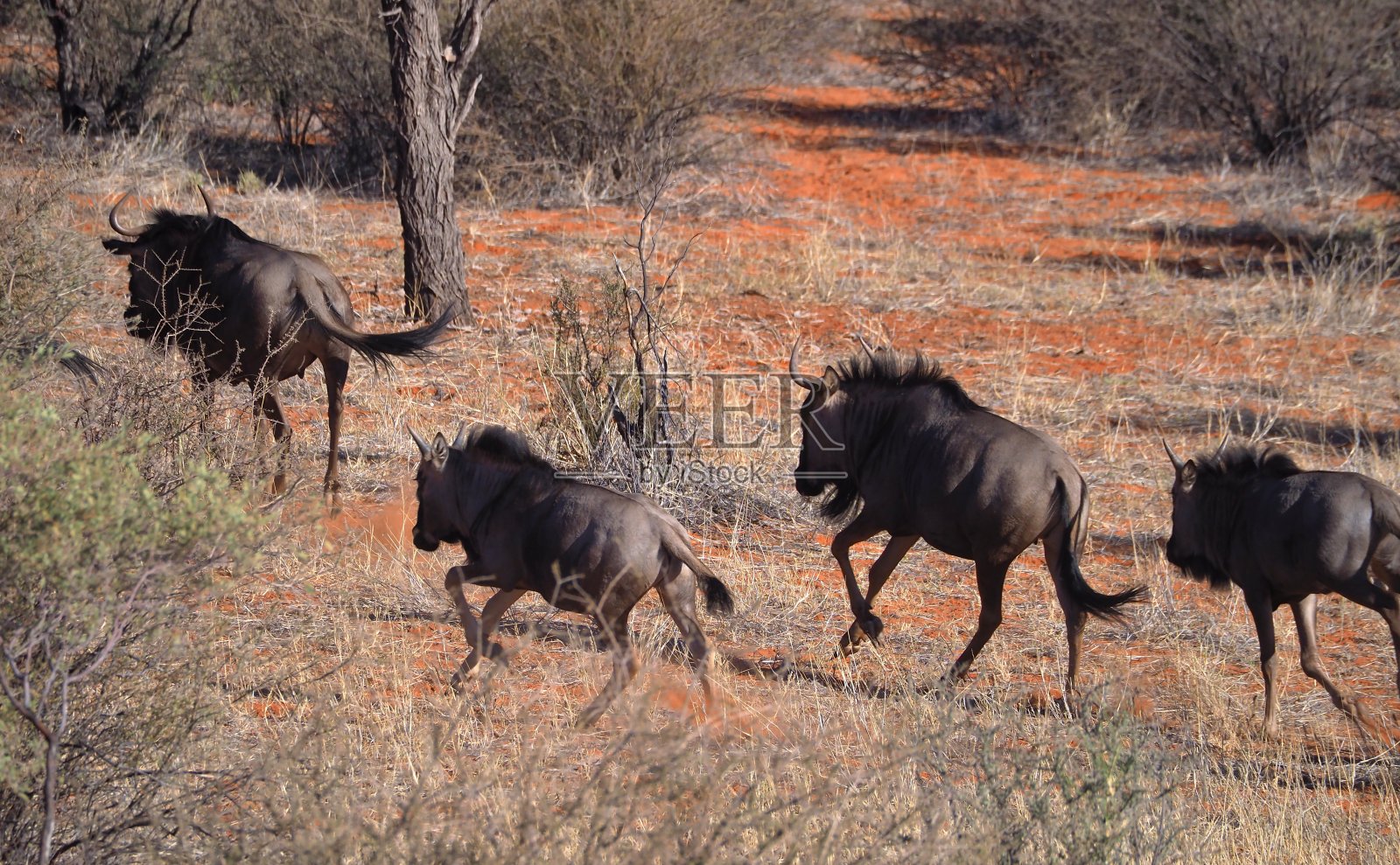 一群奔跑的蓝色角马照片摄影图片
