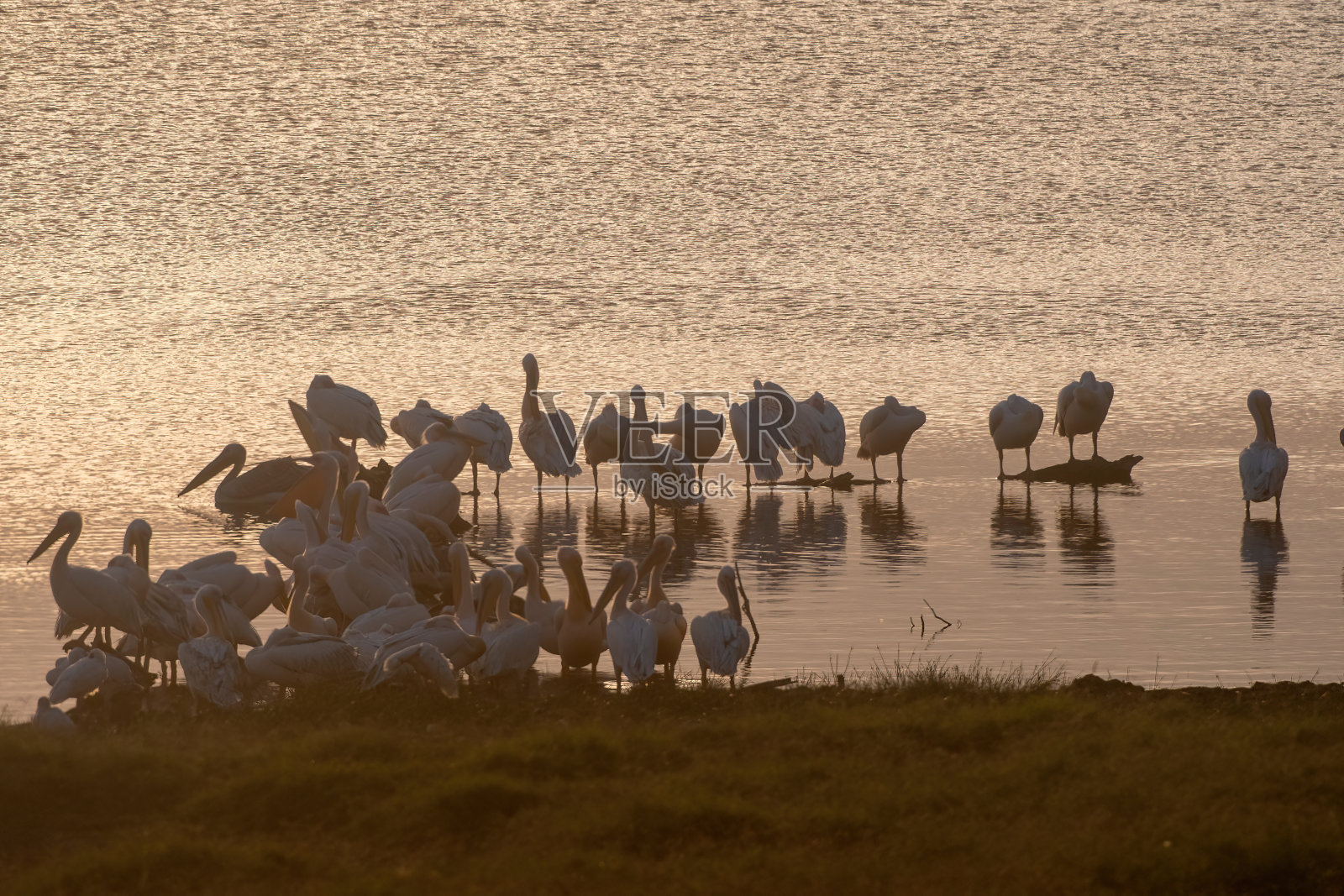 美丽的日落在纳库鲁湖与一群鹈鹕在湖边-肯尼亚照片摄影图片