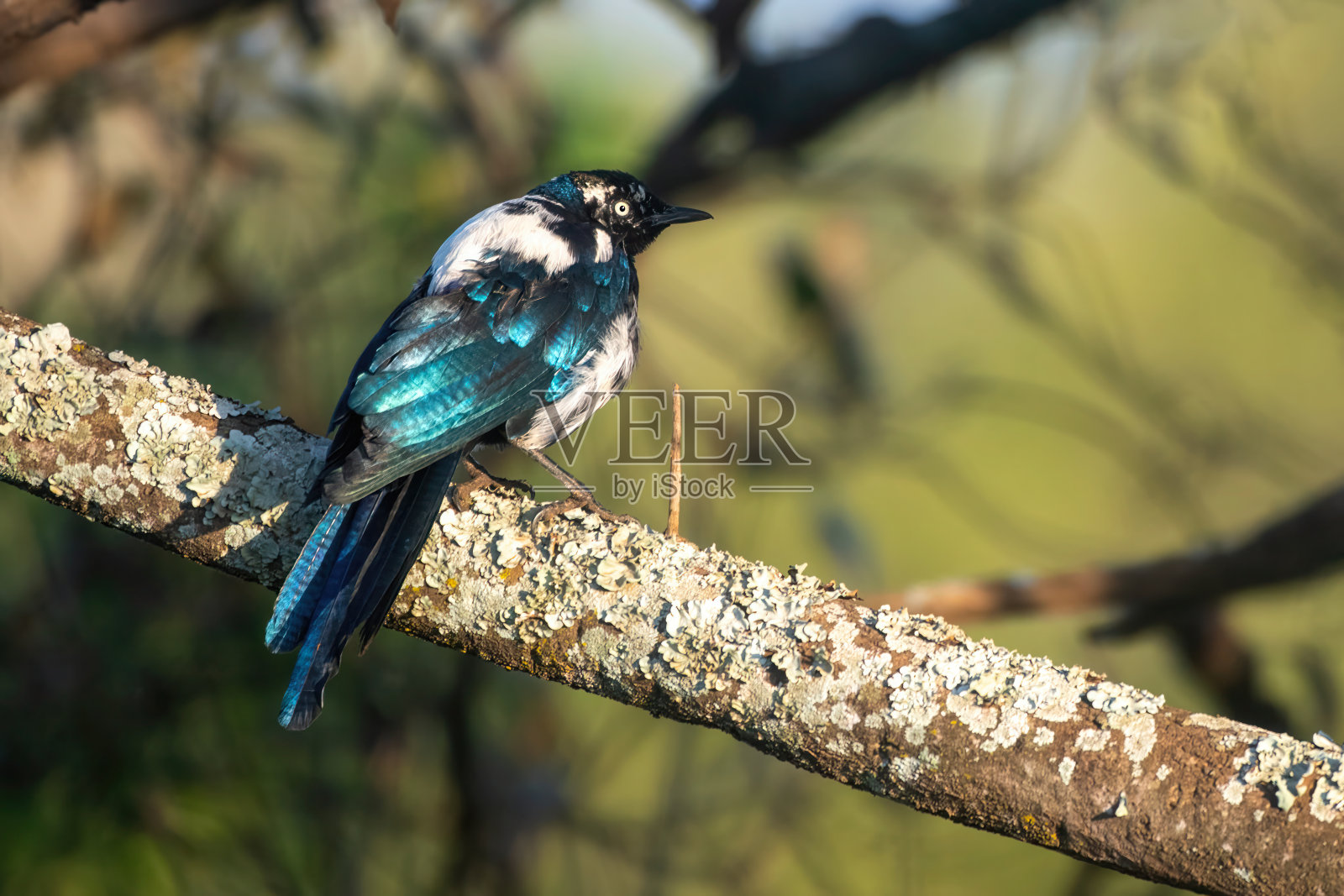 在坦桑尼亚Nogoro-Ngoro国家公园的一根树枝上，一只色彩突变的优秀椋鸟照片摄影图片