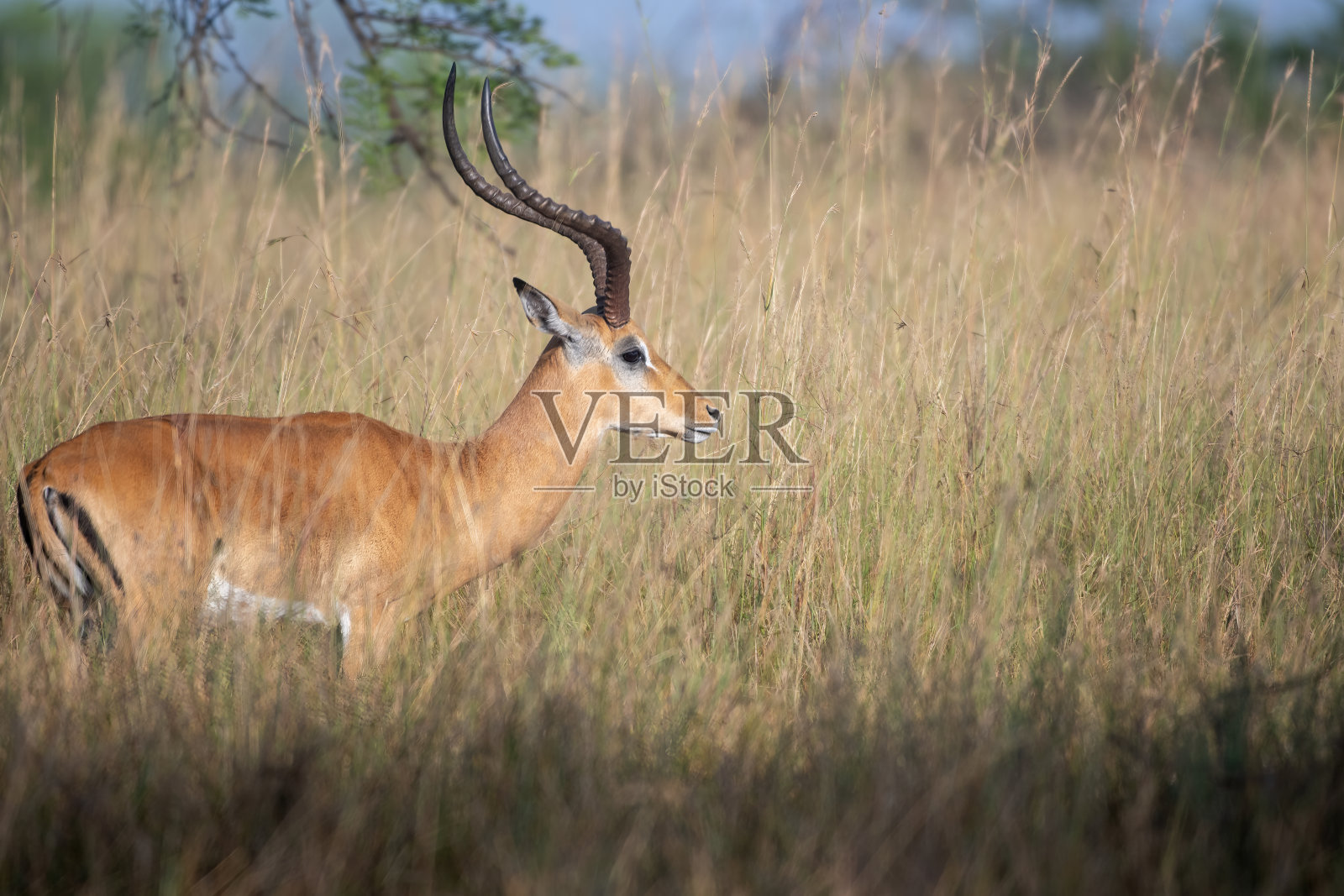 坦桑尼亚塞伦盖蒂平原的雄性黑斑羚照片摄影图片