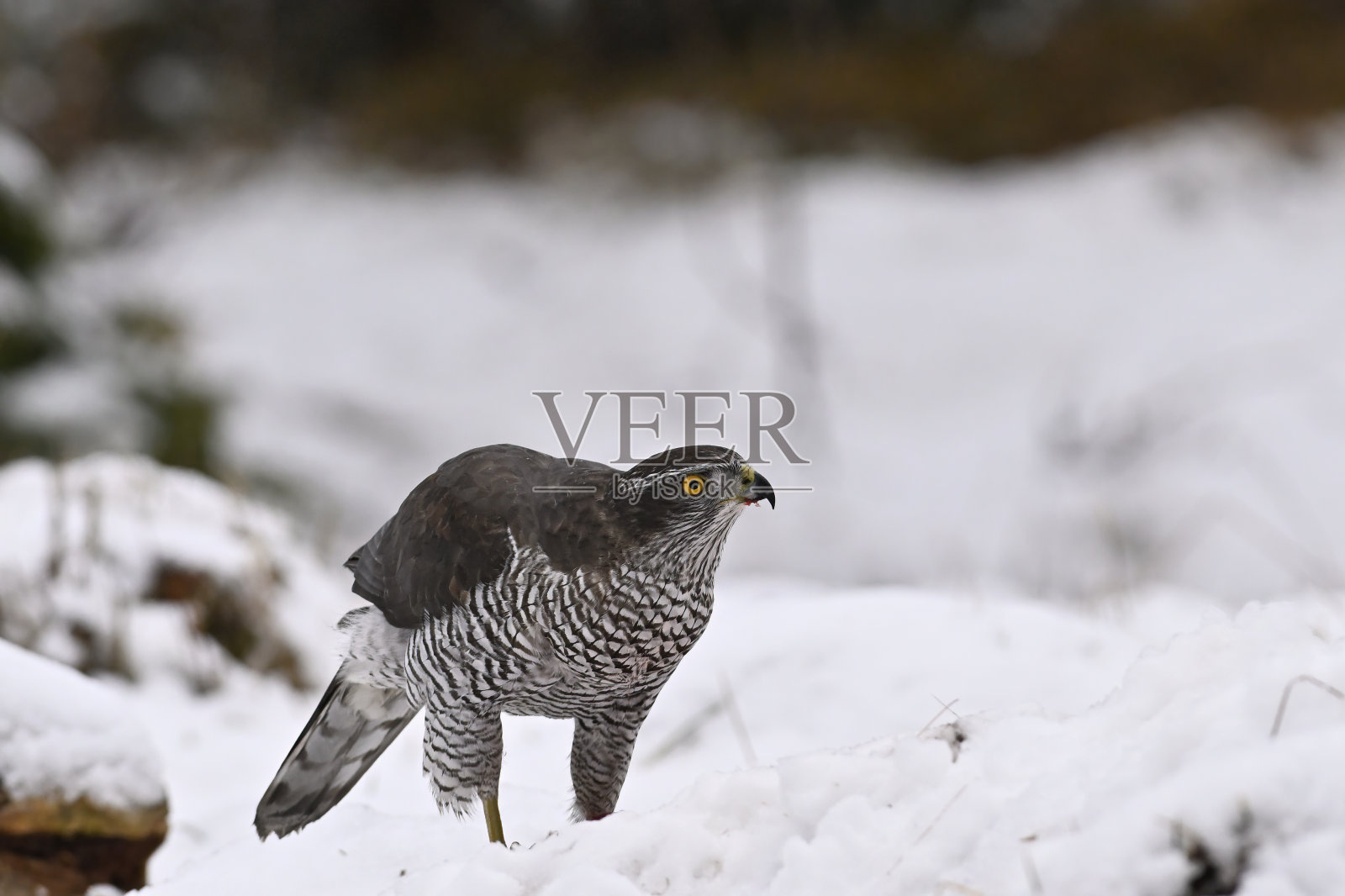 北方苍鹰(Accipiter gentilis)照片摄影图片