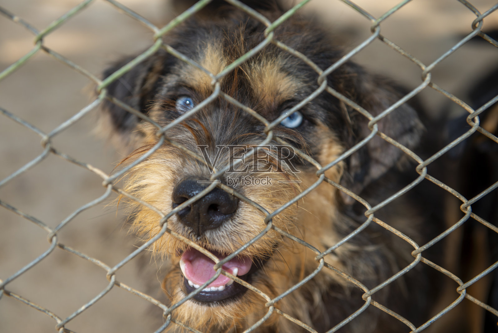 在动物收容所等待领养的流浪狗，阿拉尼亚照片摄影图片
