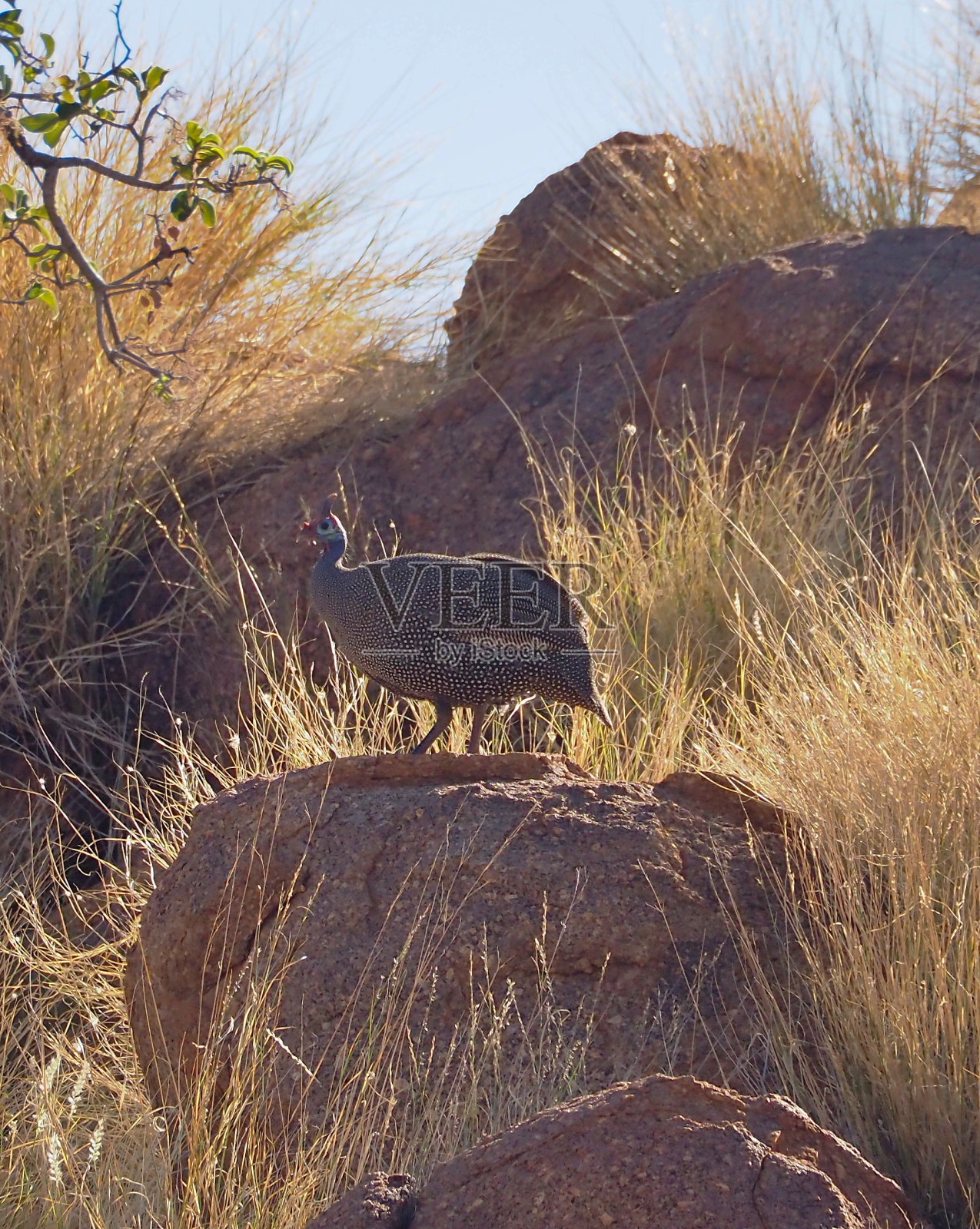 野外戴头盔的珍珠鸡，站在石头上照片摄影图片