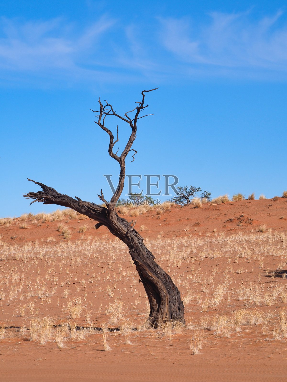 纳米布兰德自然中的干树和沙丘照片摄影图片