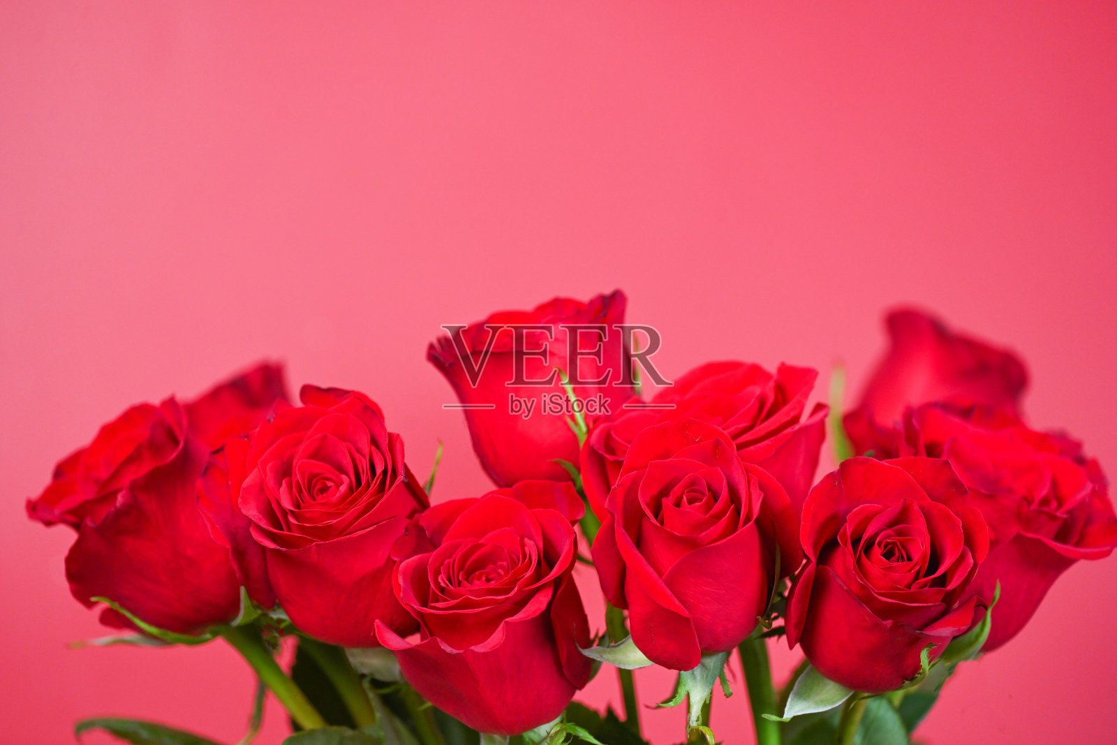 红玫瑰照片摄影图片