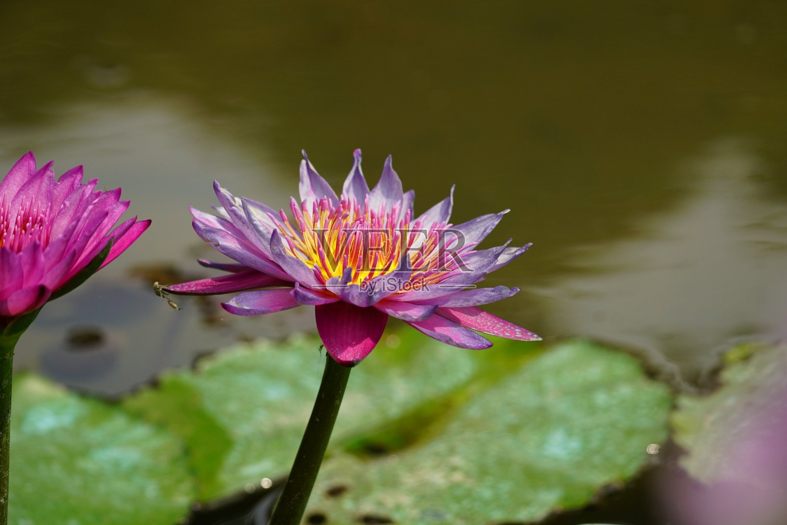 水面上盛开的睡莲的特写——睡莲照片摄影图片