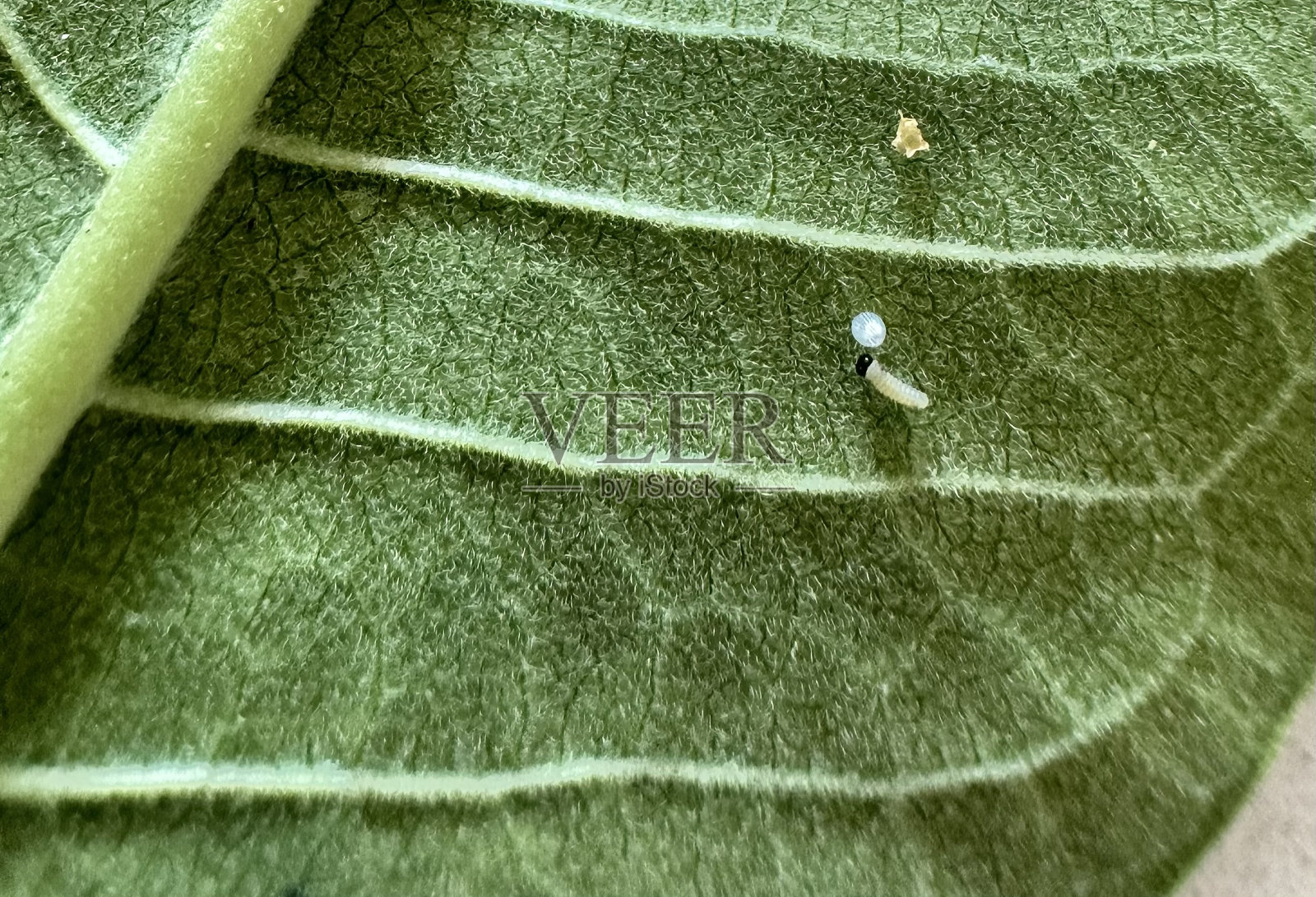 黑脉金斑蝶照片摄影图片