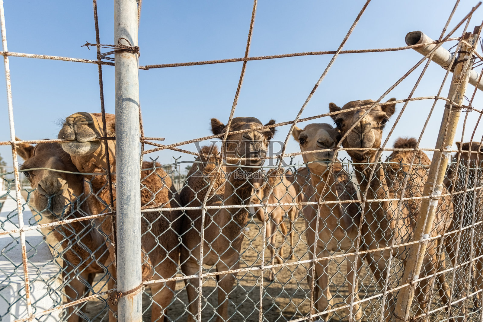 巴林麦纳麦骆驼养殖场的骆驼照片摄影图片