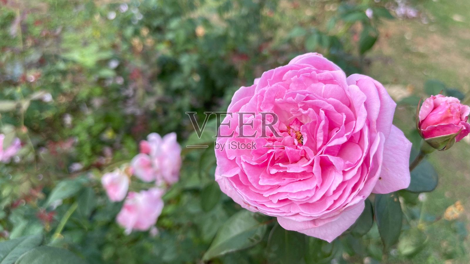 粉红色的玫瑰在花园里盛开照片摄影图片