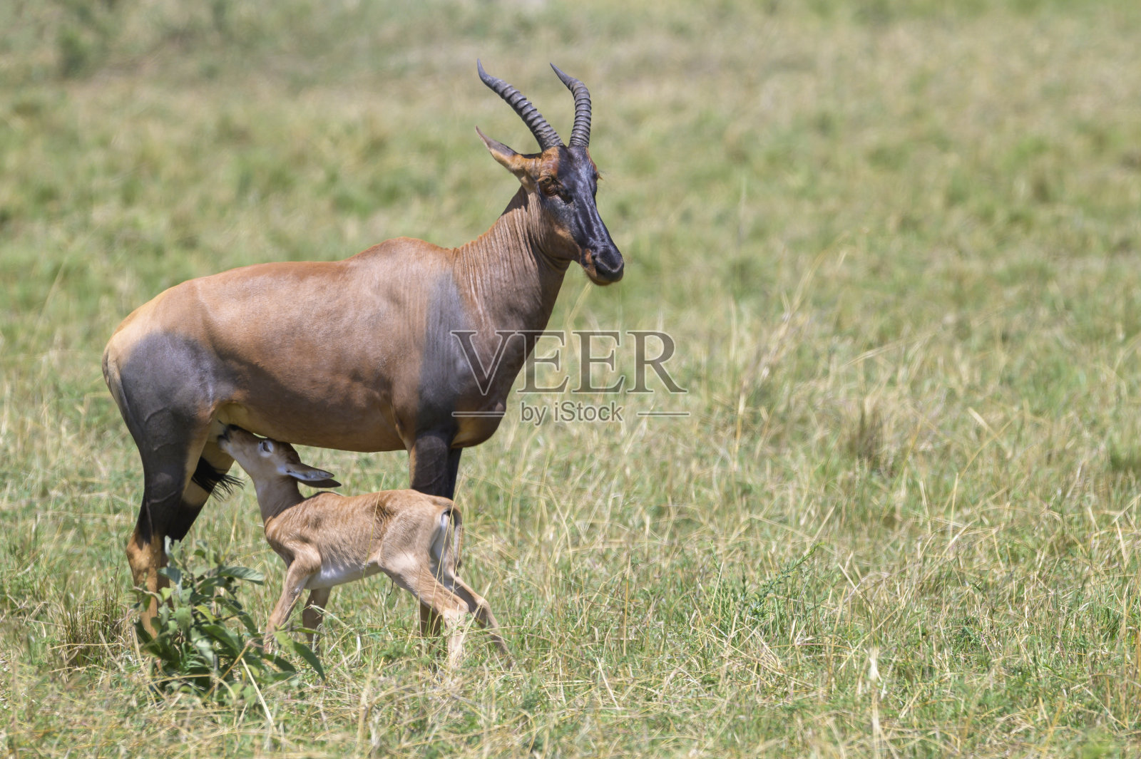 小鼠(Damaliscus korrigum)照片摄影图片
