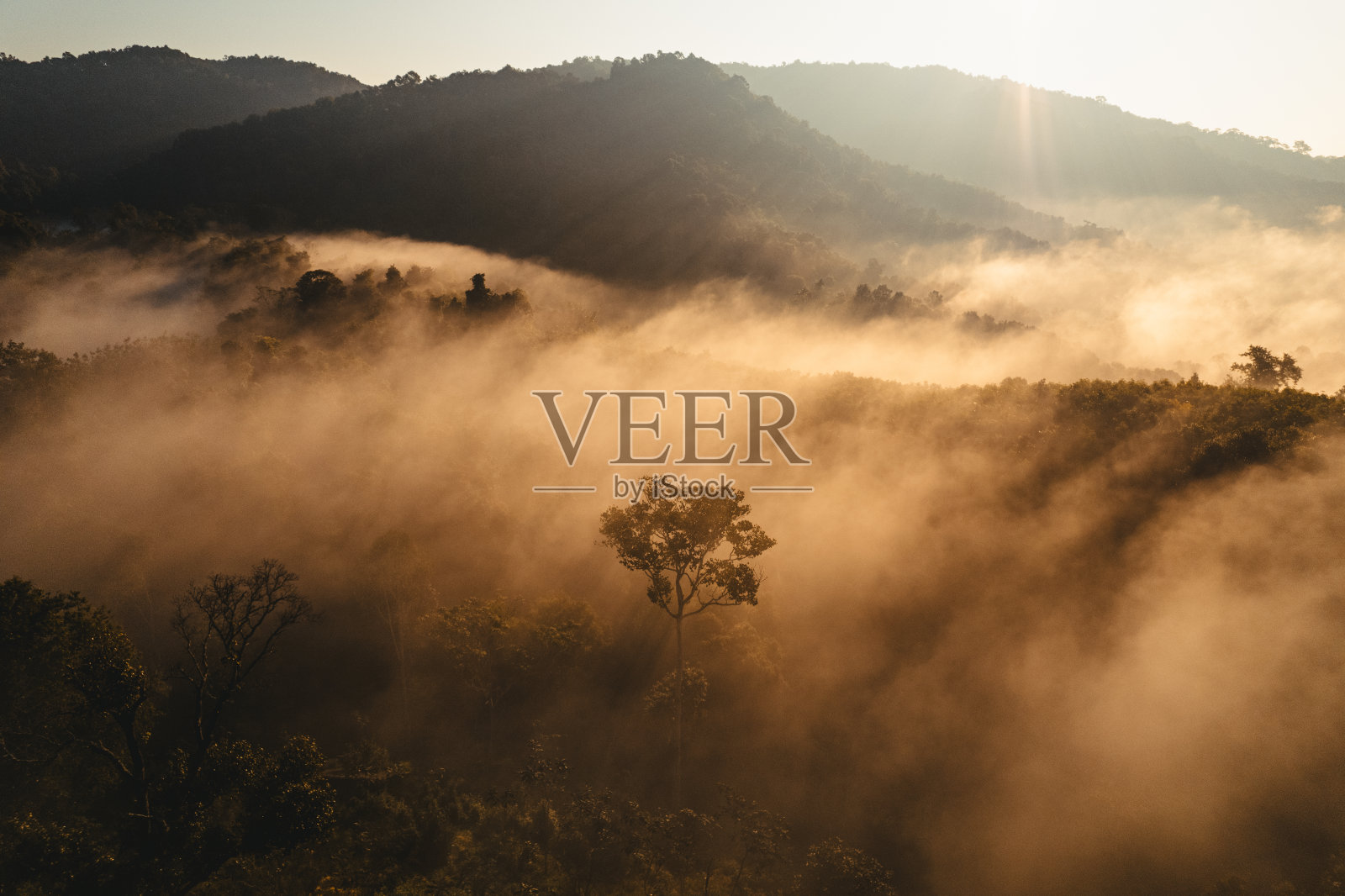 春天前森林里的晨雾照片摄影图片