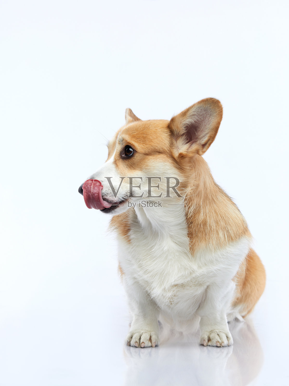 白色背景上的狗的肖像。微笑的小狗。宠物在工作室。照片摄影图片