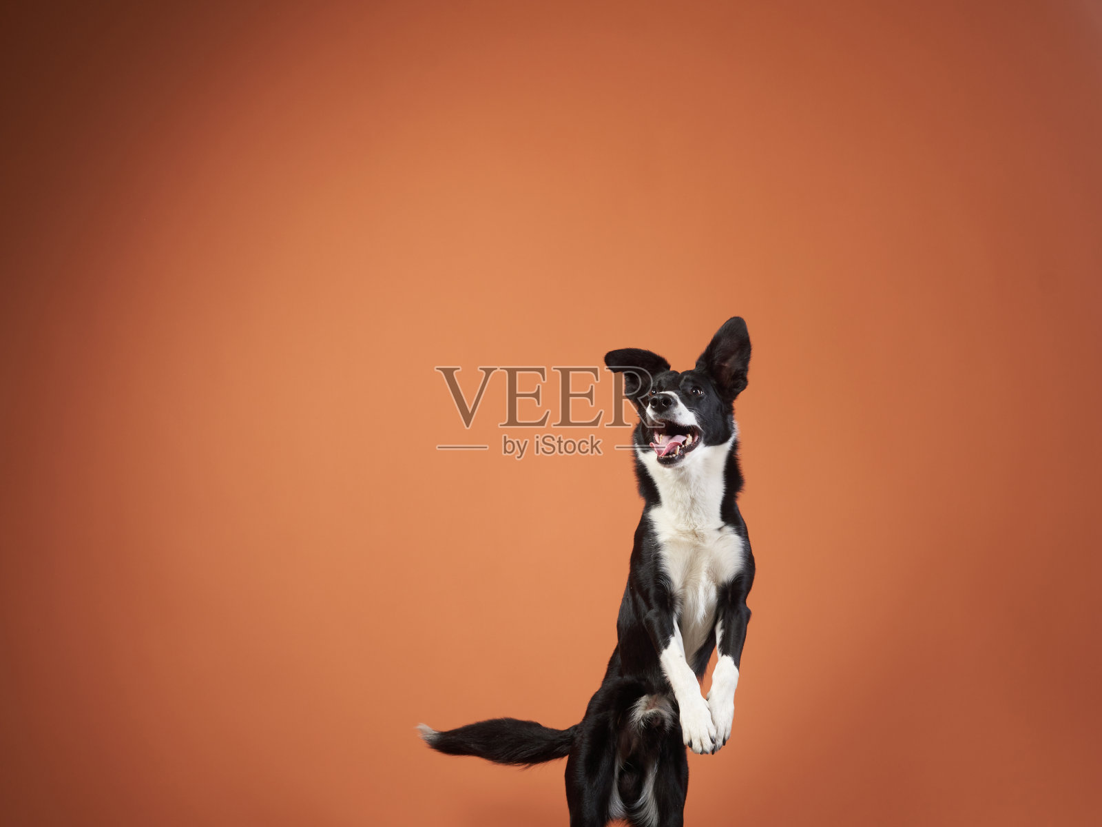 有趣的活跃的狗跳跃。彩色背景上的快乐狮子狗照片摄影图片