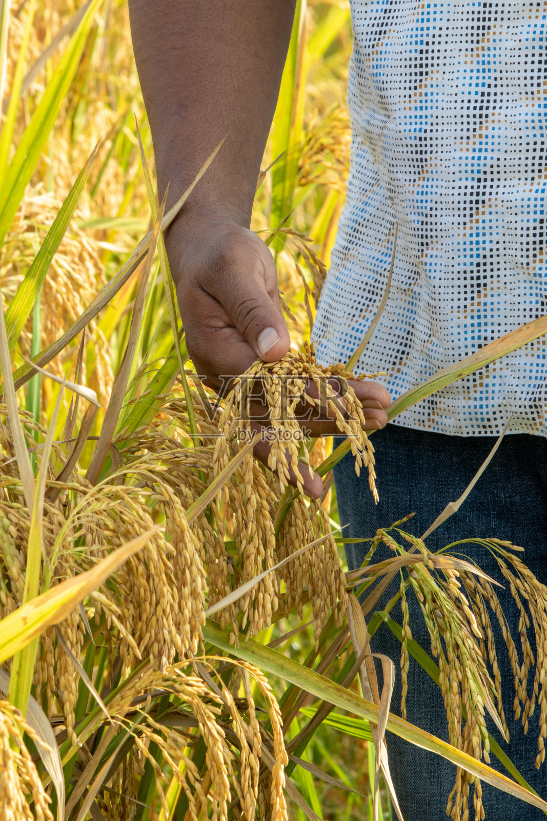 黄米粒照片摄影图片