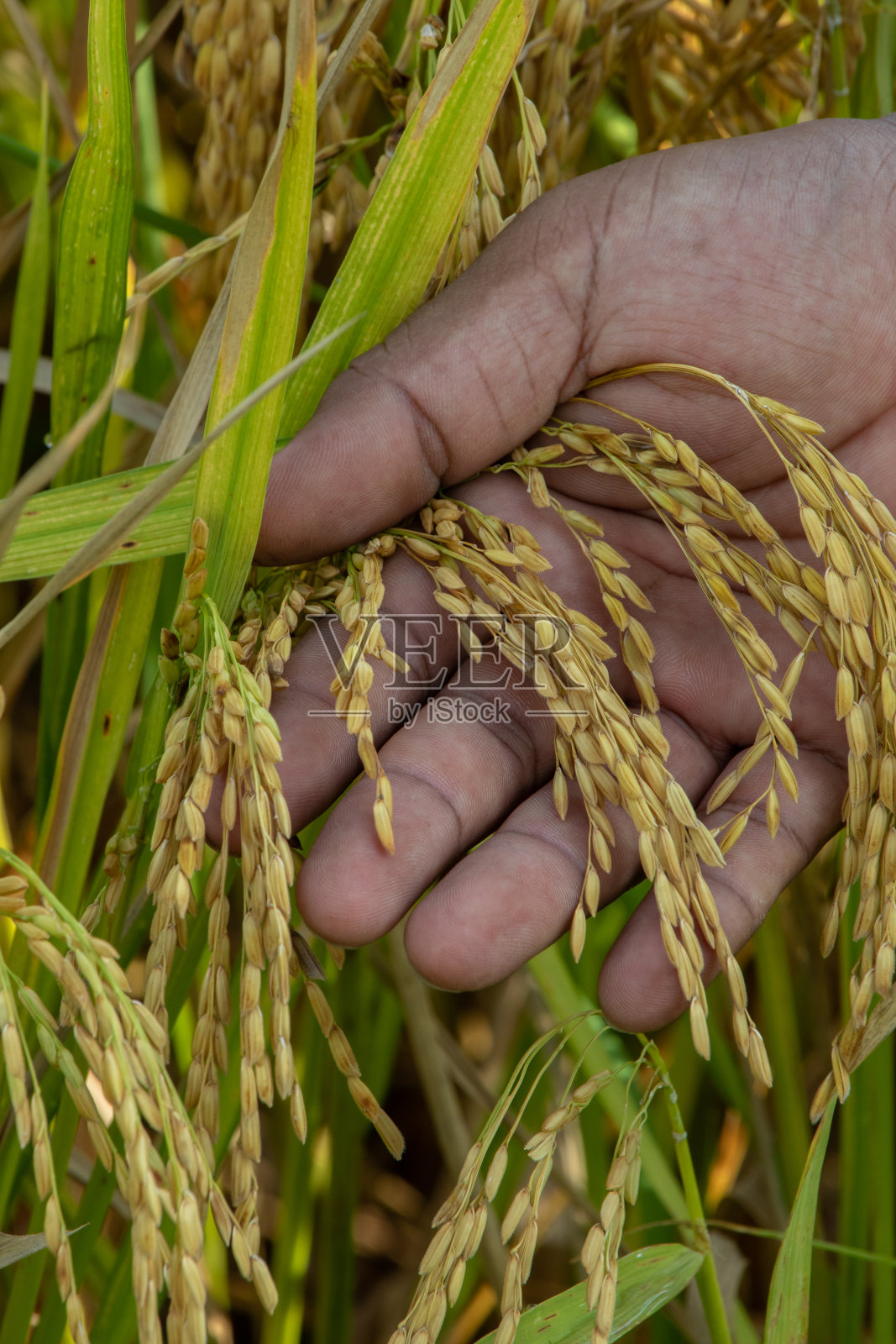 黄米粒照片摄影图片