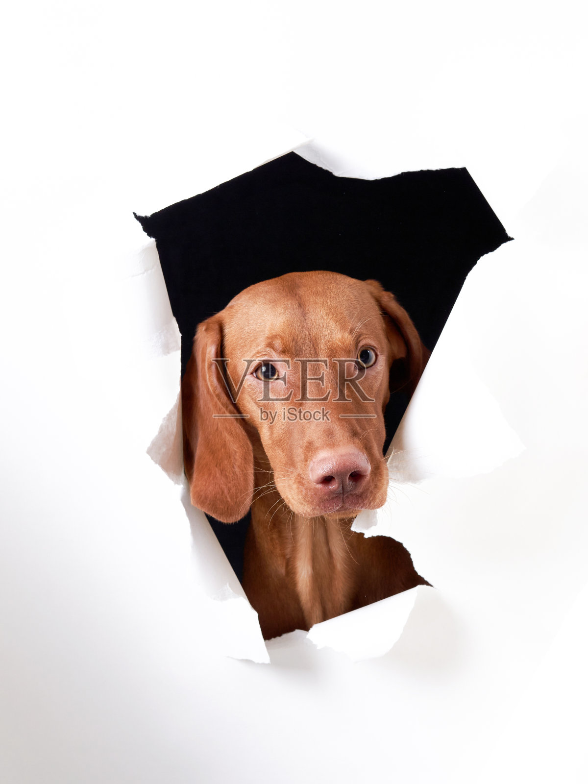 狗向纸外看。快乐的匈牙利人照片摄影图片