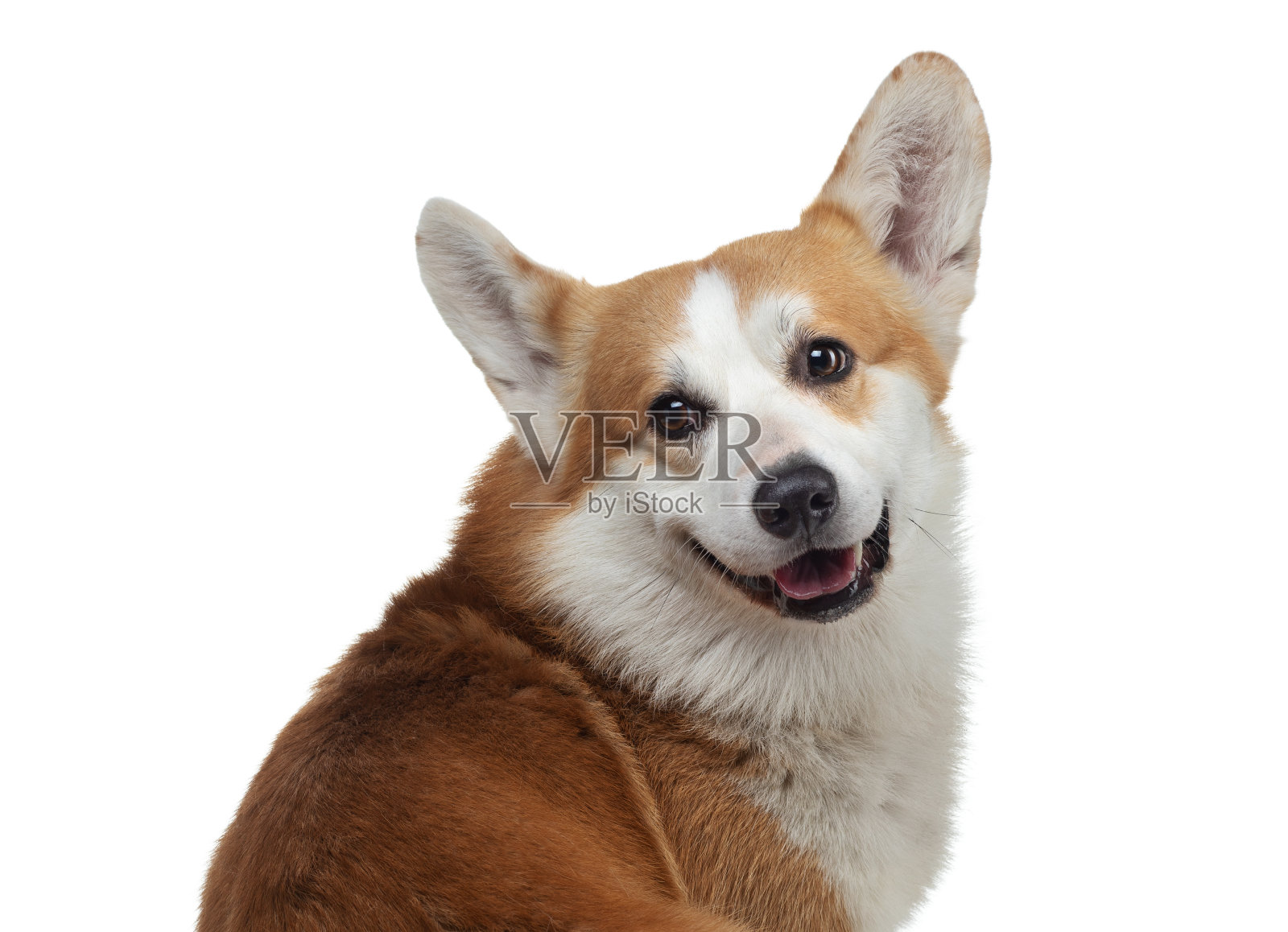 白色背景上的狗的肖像。微笑的小狗。宠物在工作室。照片摄影图片