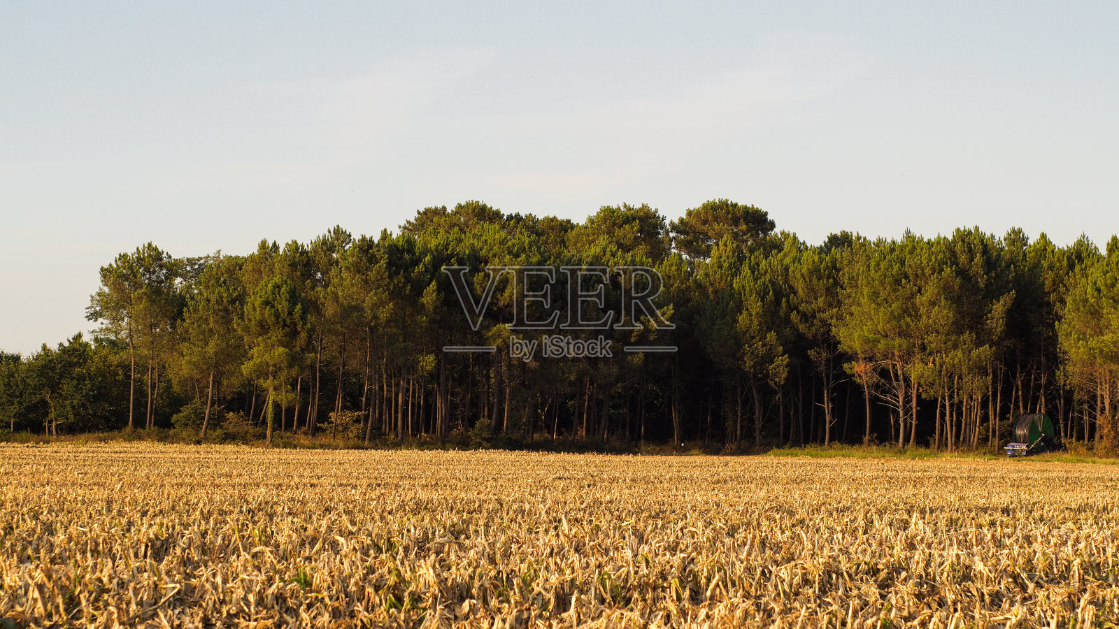 Paysages agricoles dans les Landes照片摄影图片