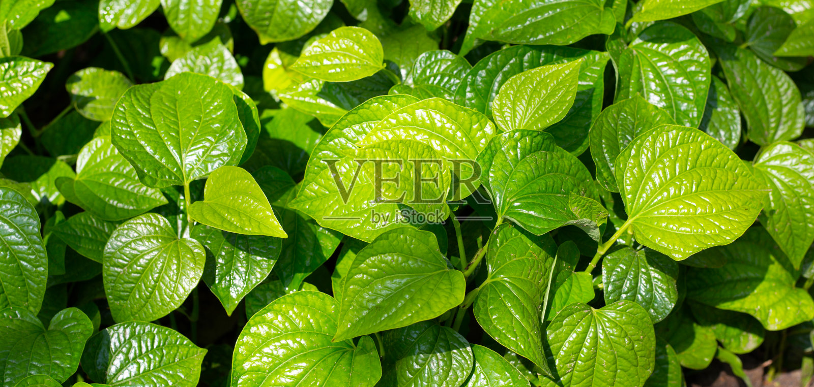 新鲜的野生槟榔叶。草本植物照片摄影图片