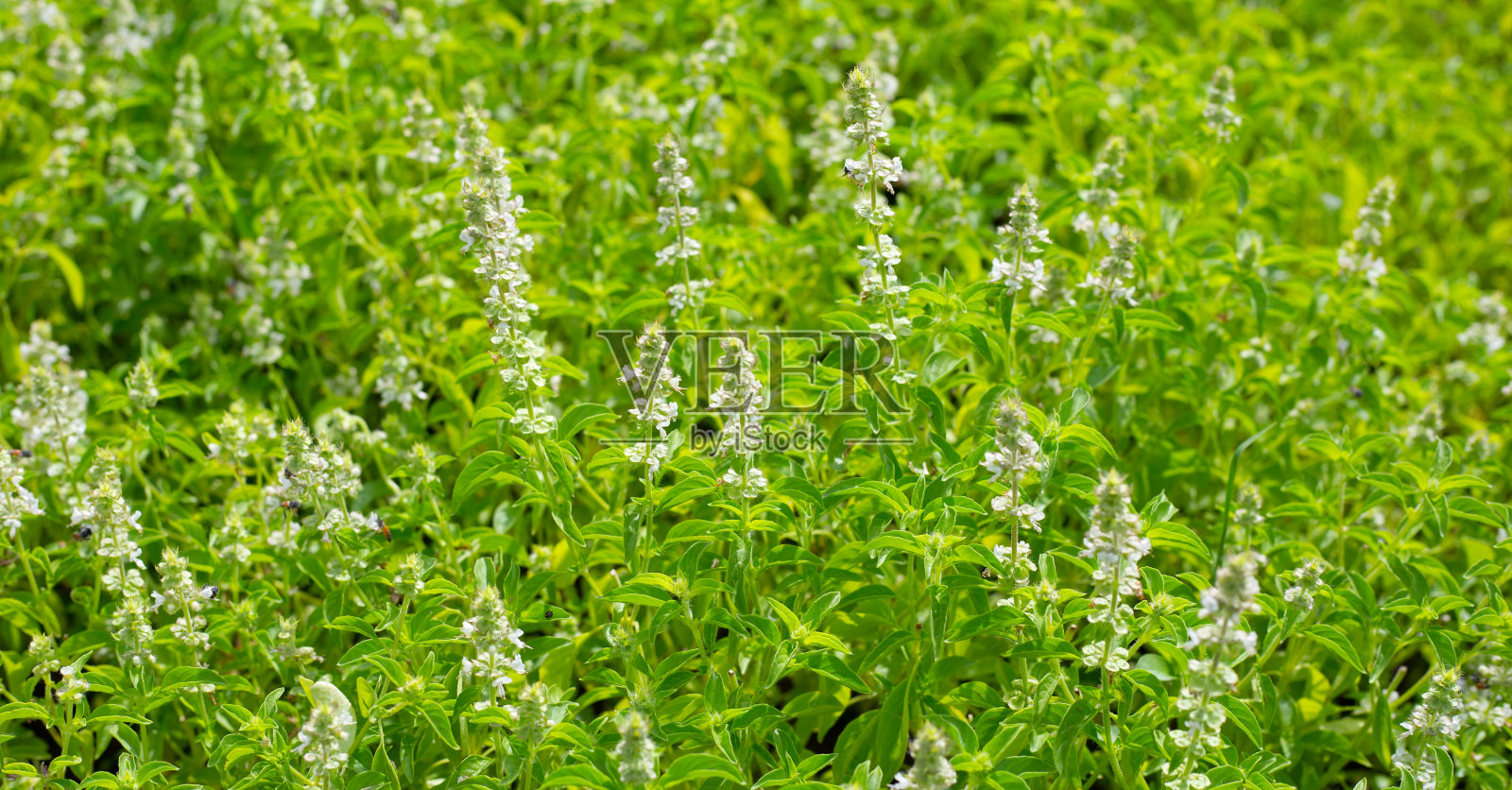 柠檬罗勒，白罗勒，毛罗勒照片摄影图片