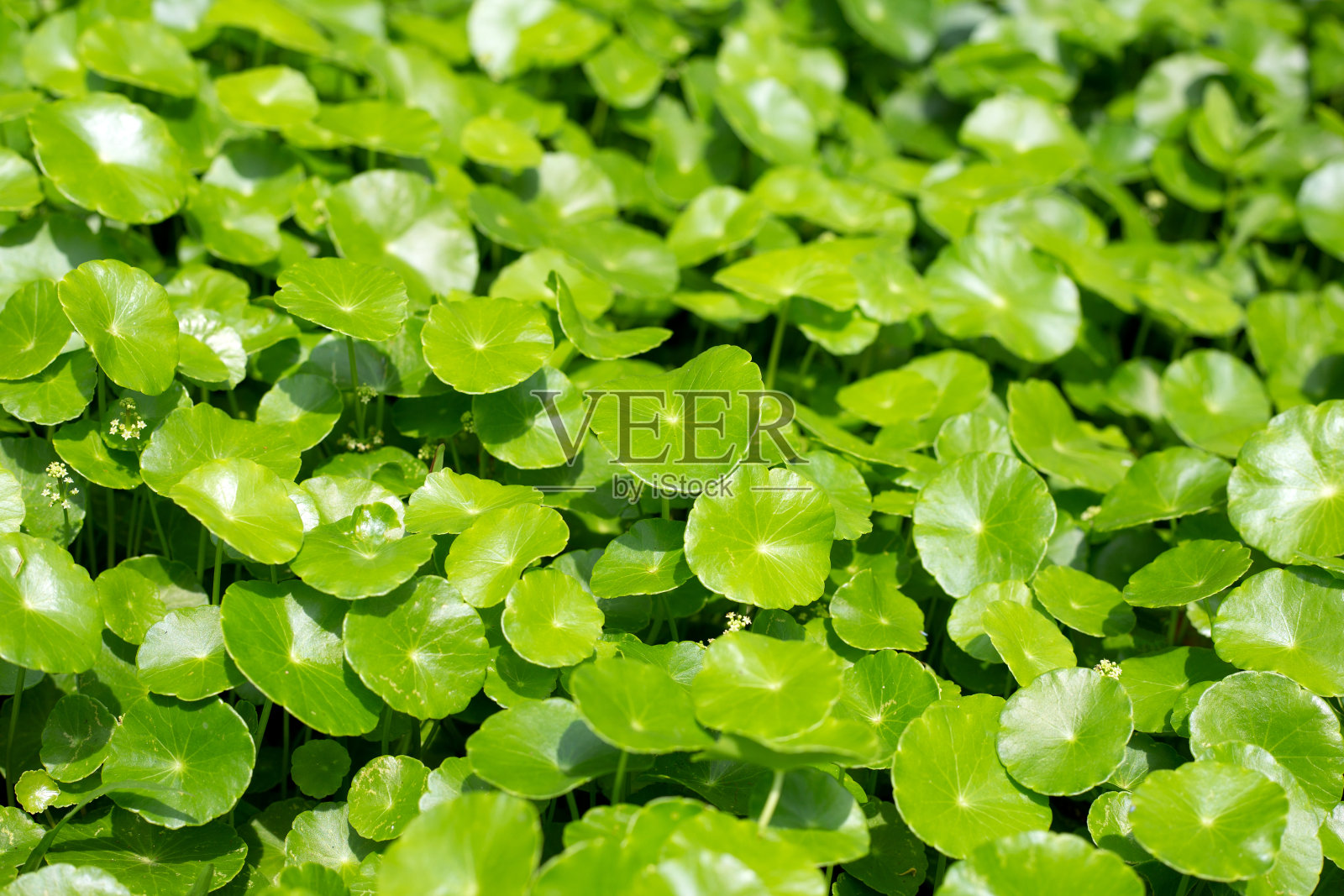 积雪草。中草药植物照片摄影图片