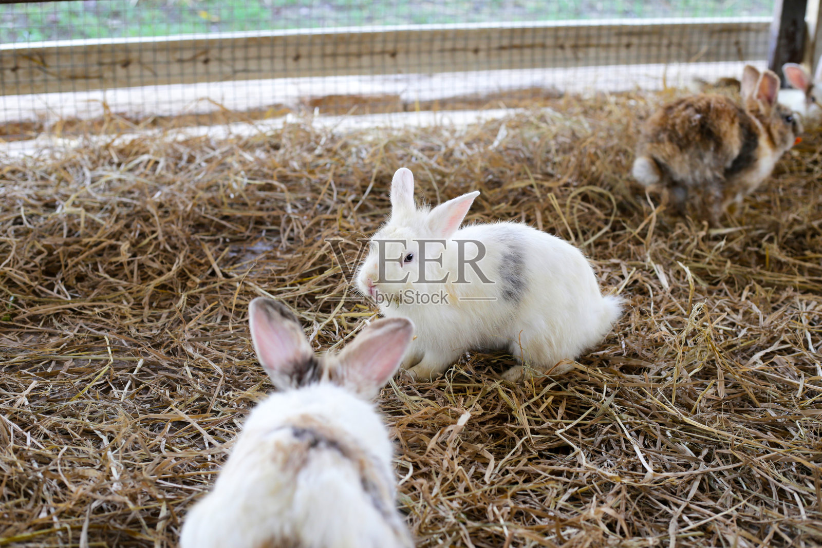 农场里可爱的毛茸茸的兔子照片摄影图片